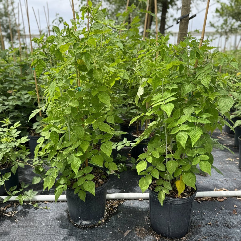 Young potted Mysore raspberry plants featuring lush green foliage, supported by stakes and growing in black nursery pots in an outdoor nursery setting