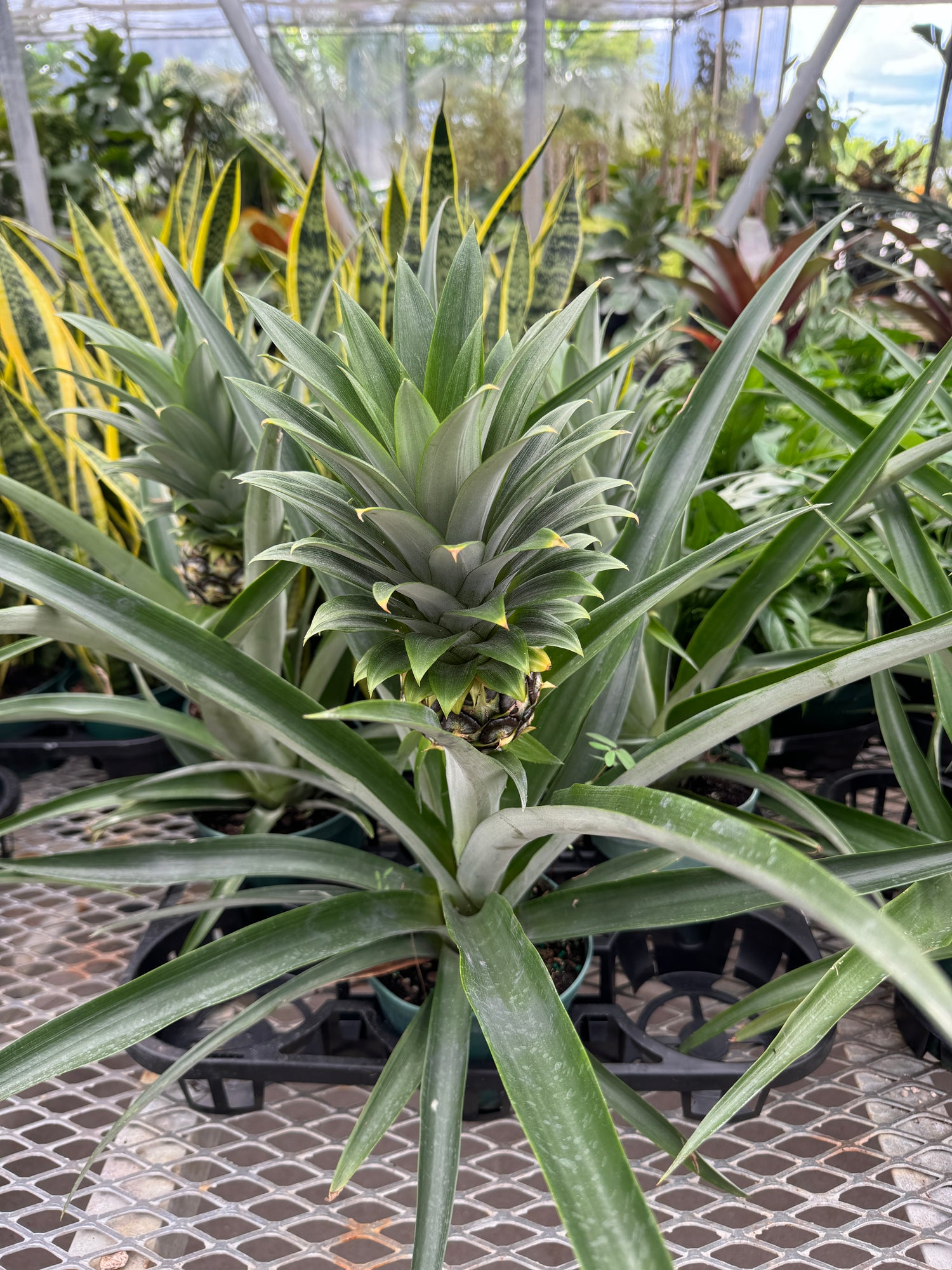 Bromeliad Pineapple Fruit Tree, Ananas Comosus
