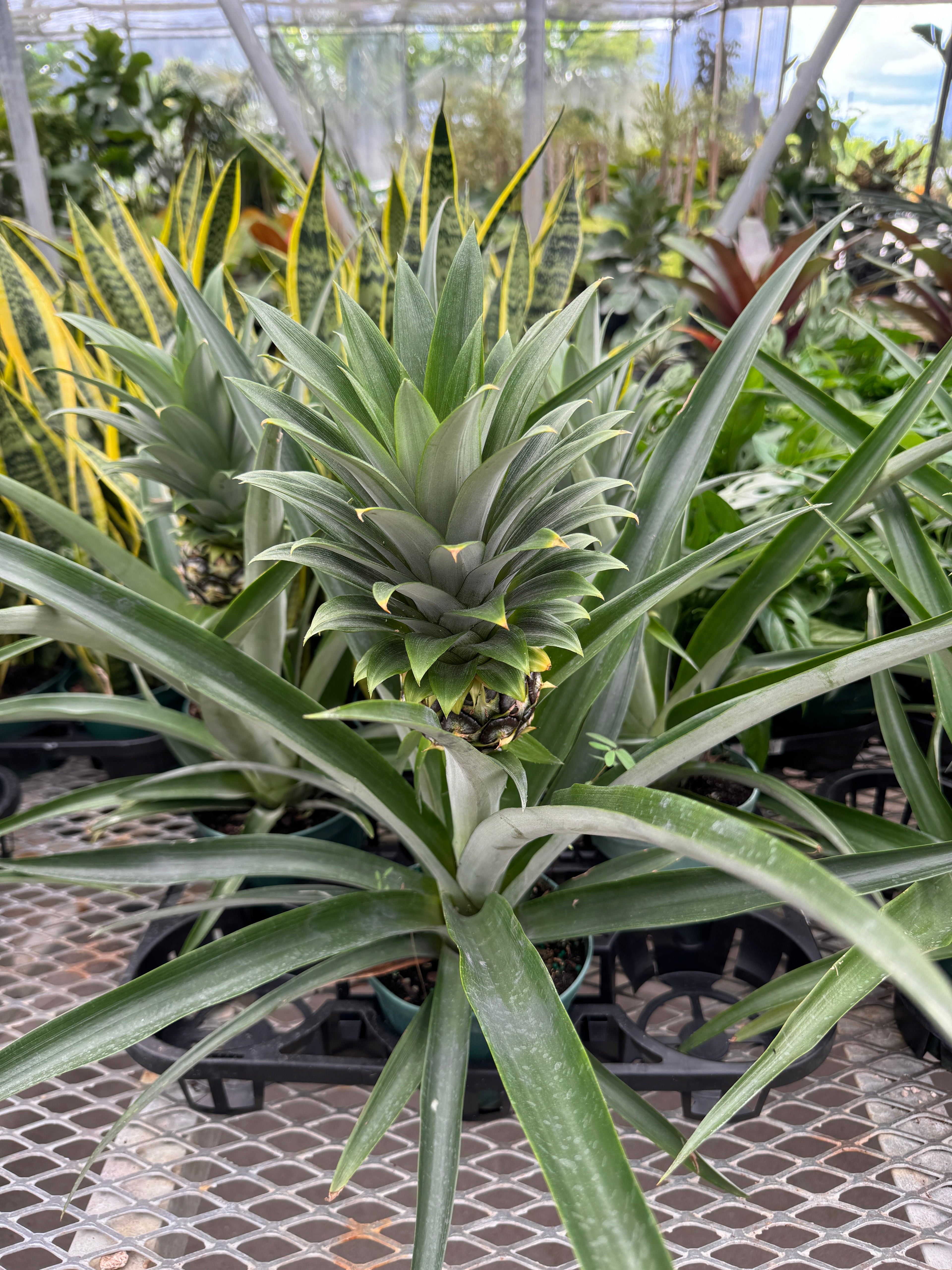 Bromeliad Pineapple Fruit Tree, Ananas Comosus