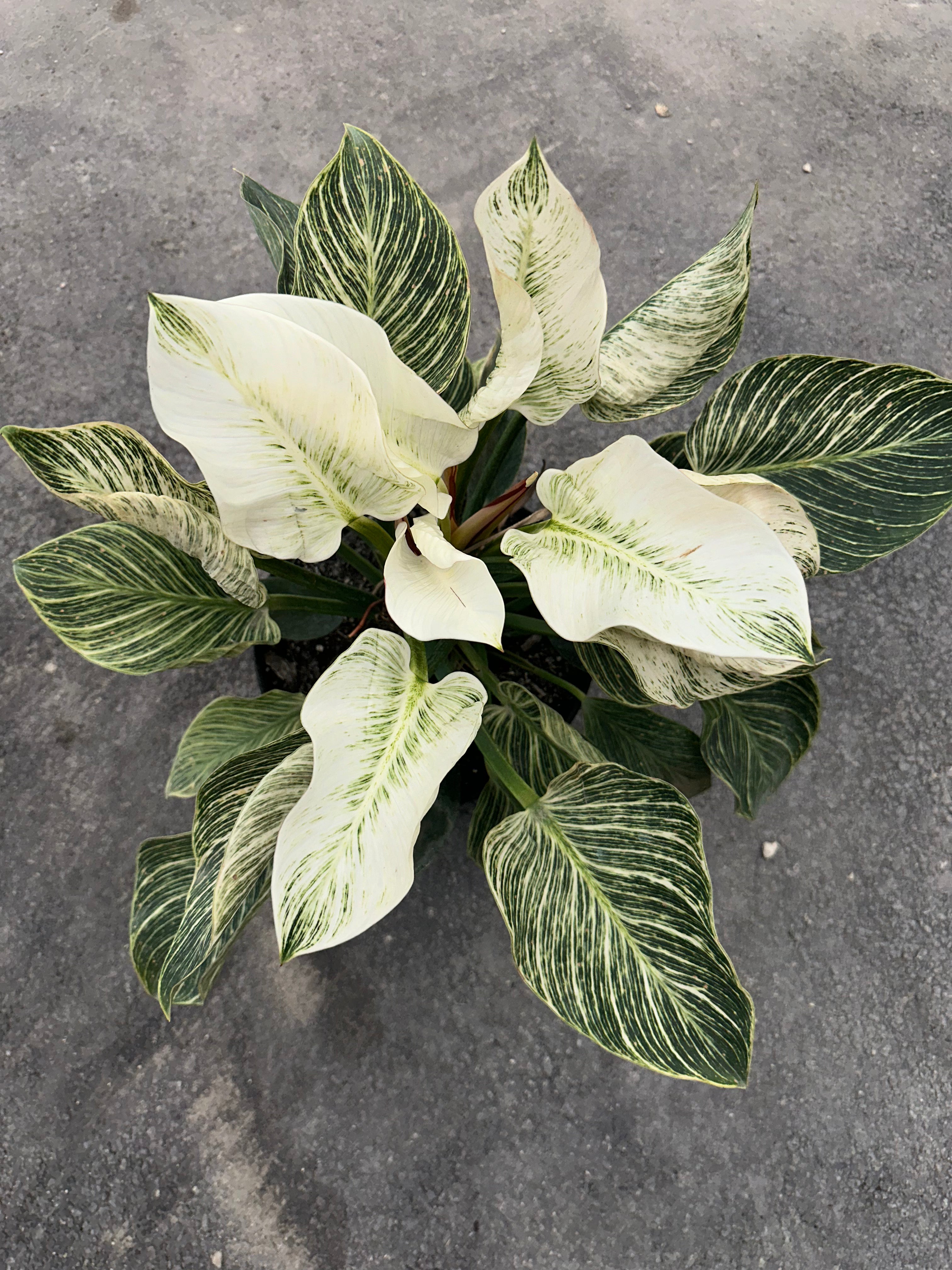 Philodendron Birkin, White Stripe Leaves