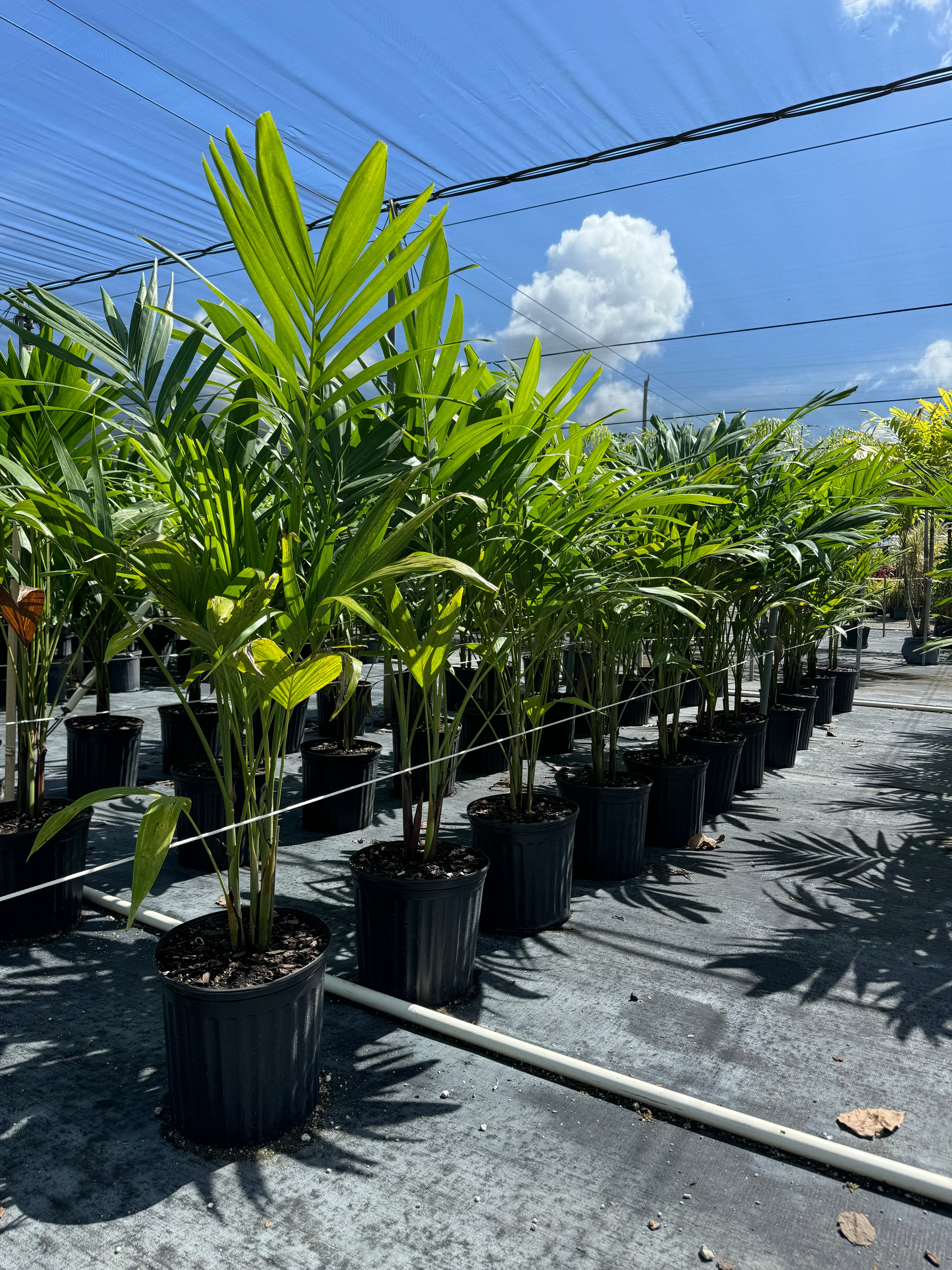 Christmas Palm Triple, Veitchia merrillii, Adonidia Merrillii