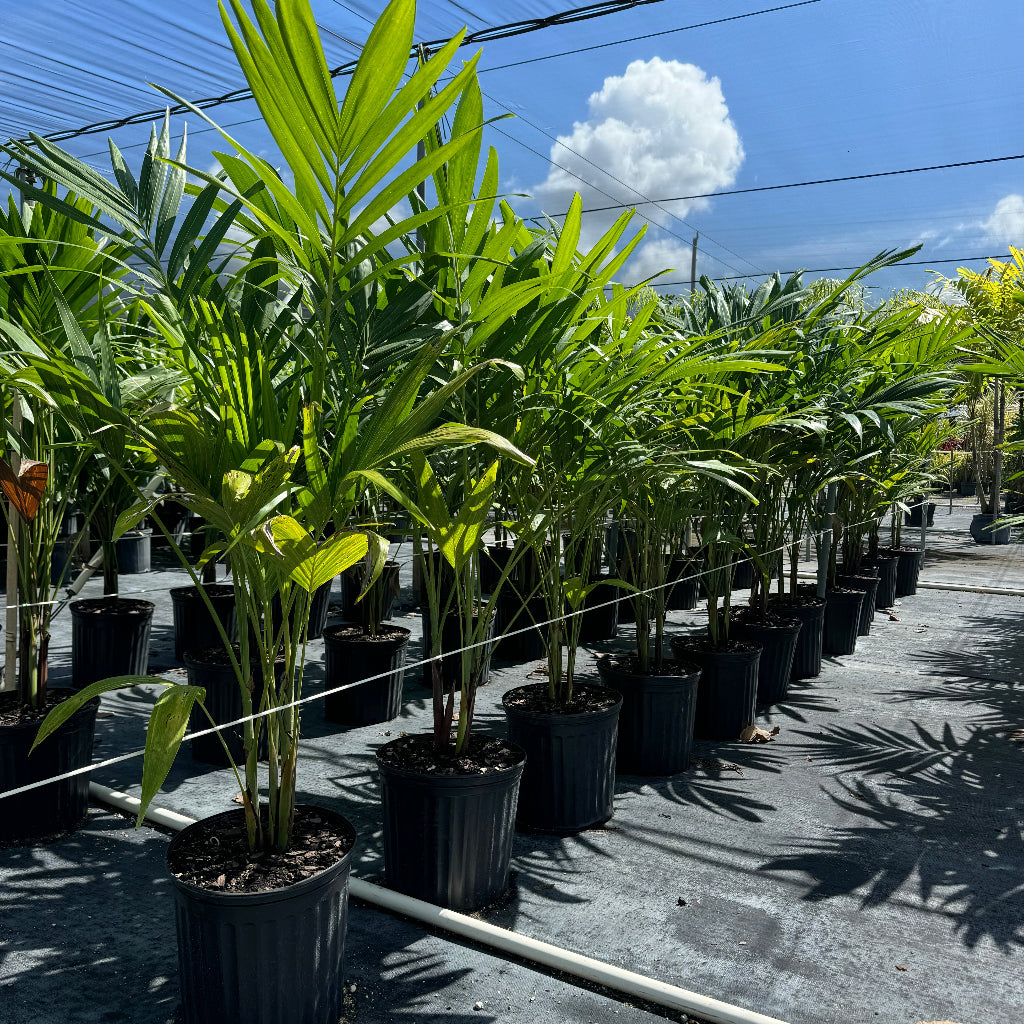 A lush Christmas Palm Triple standing among rows of other potted palms in a outdoor nursery setting