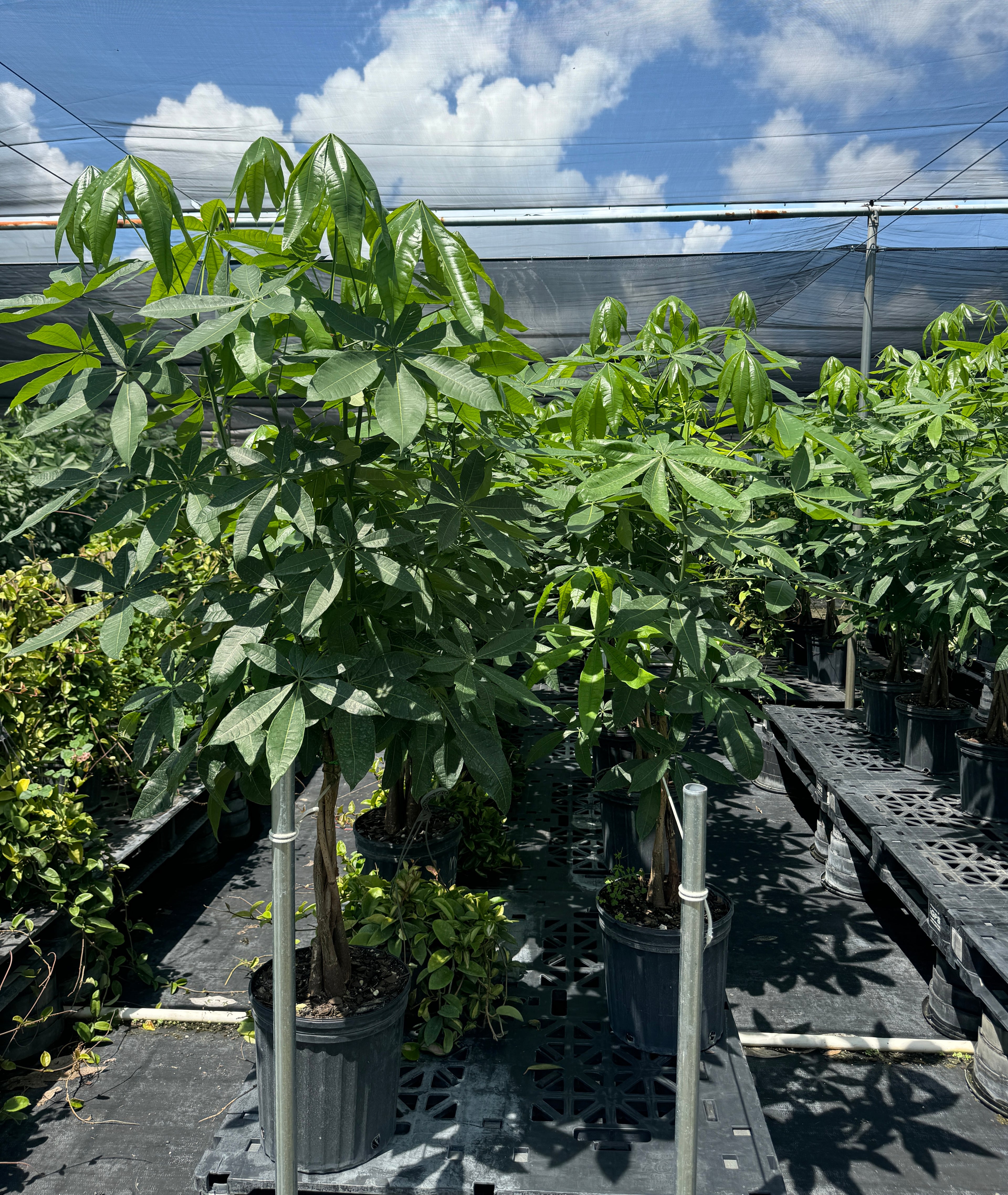 Money Tree Braided, Tree Form, Pachira Aquatica, Good Luck Tree