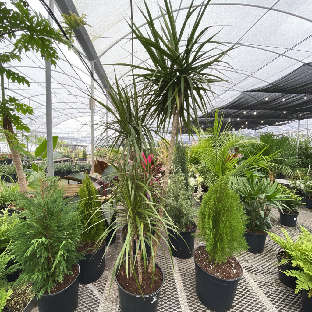Dracaena dragon tree Potted plants in a greenhouse setting