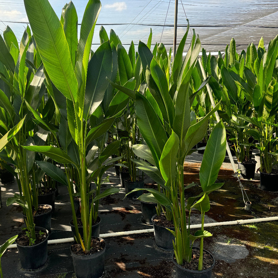 Potted plants in a greenhouse setting