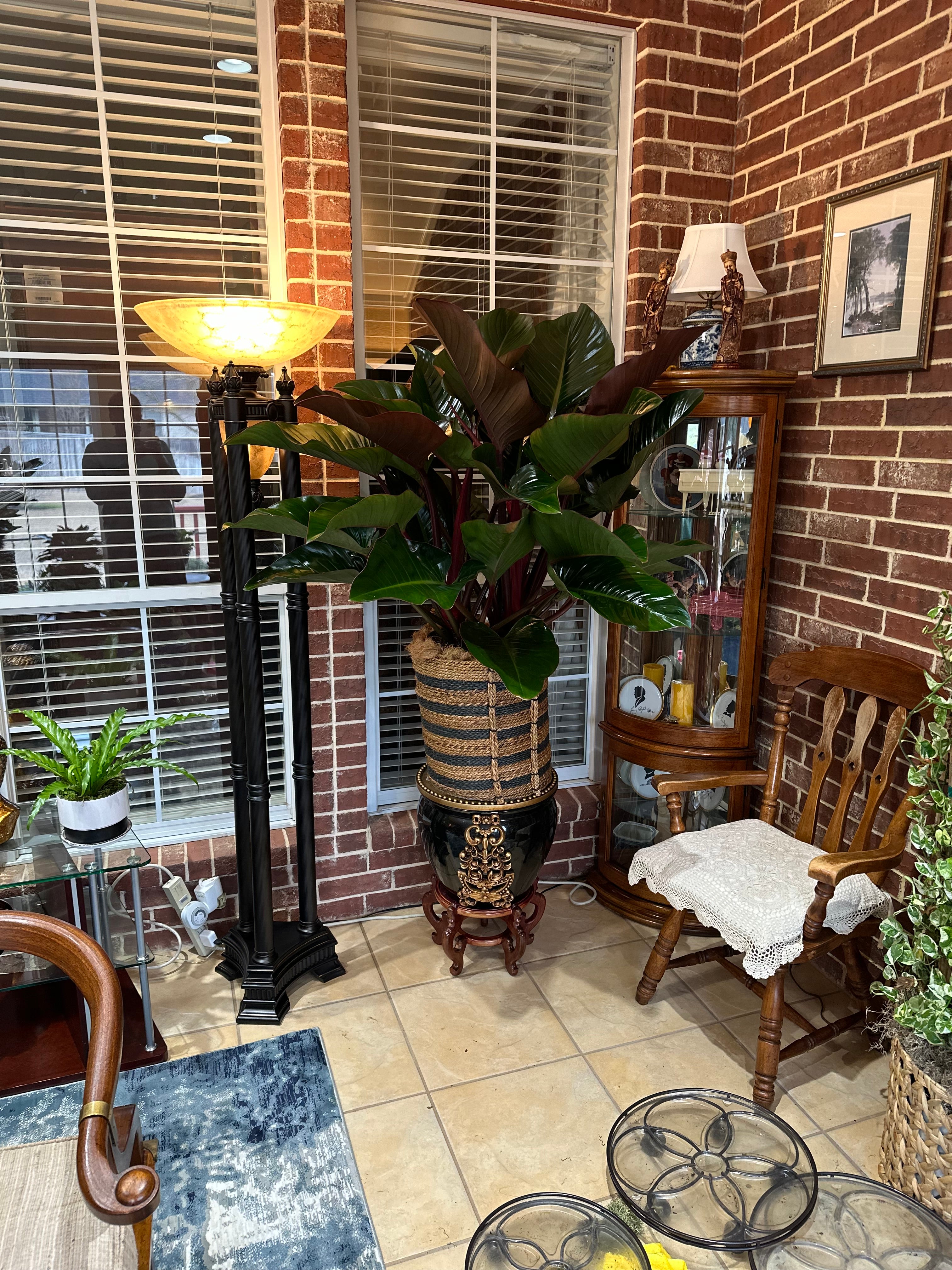 Philodendron Red Congo, Tropical Forest Plant