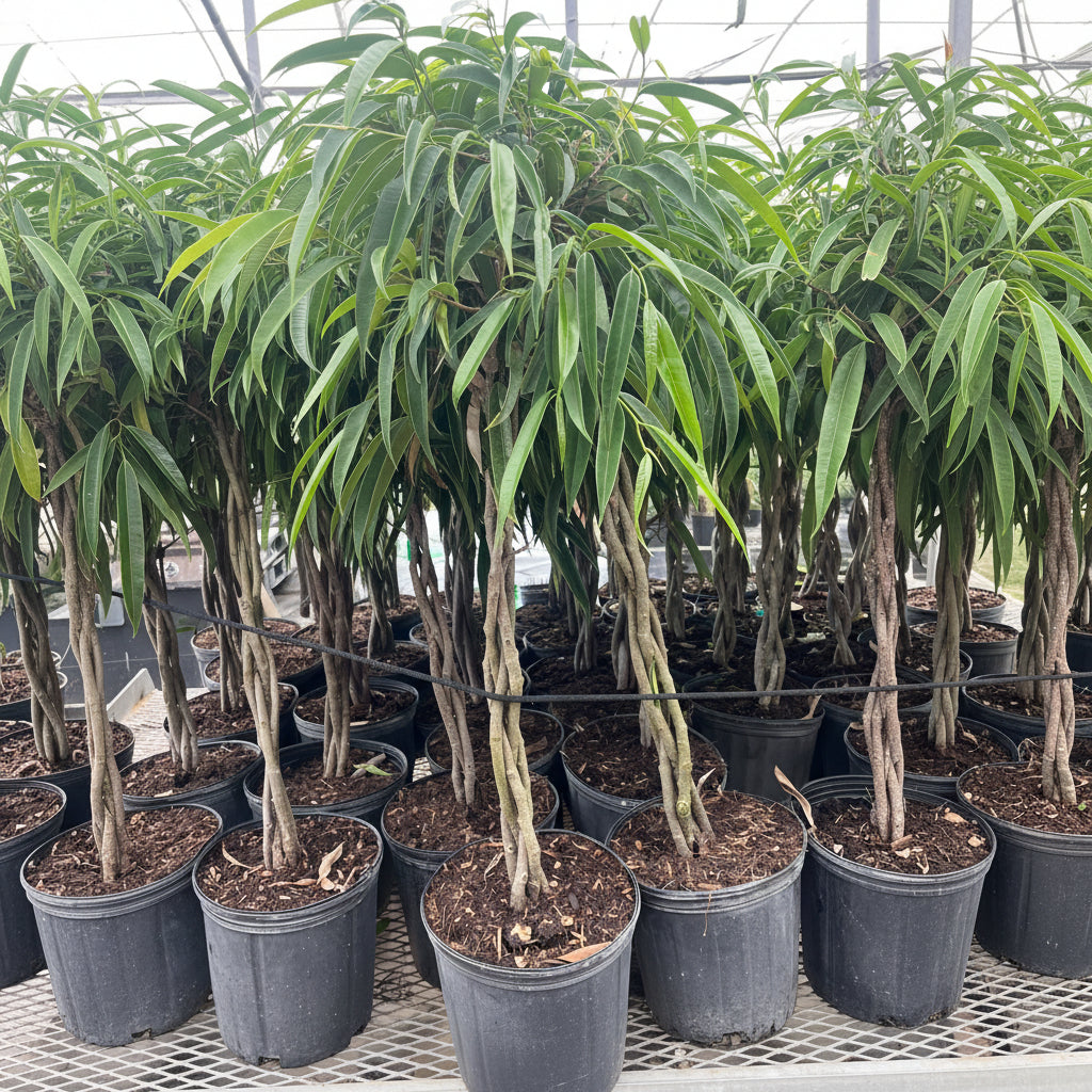 Large Braided Ficus Alii Tree Form Multi Stem green leaves black pot Potted plants stacked together