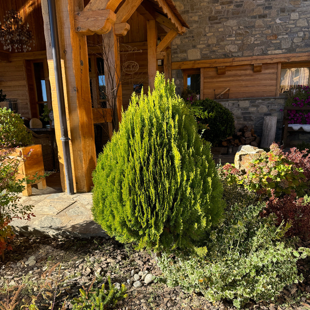 Yellow cone bush in a garden setting with a wooden structure and stone wall in the background