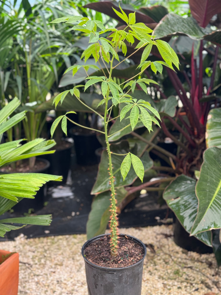 A young potted Ceiba Speciosa featuring a distinctive green trunk densely covered in prominent, sharp thorns
