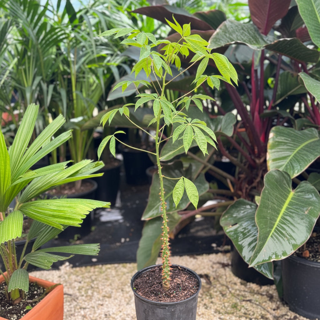 A young potted Ceiba Speciosa featuring a distinctive green trunk densely covered in prominent, sharp thorns