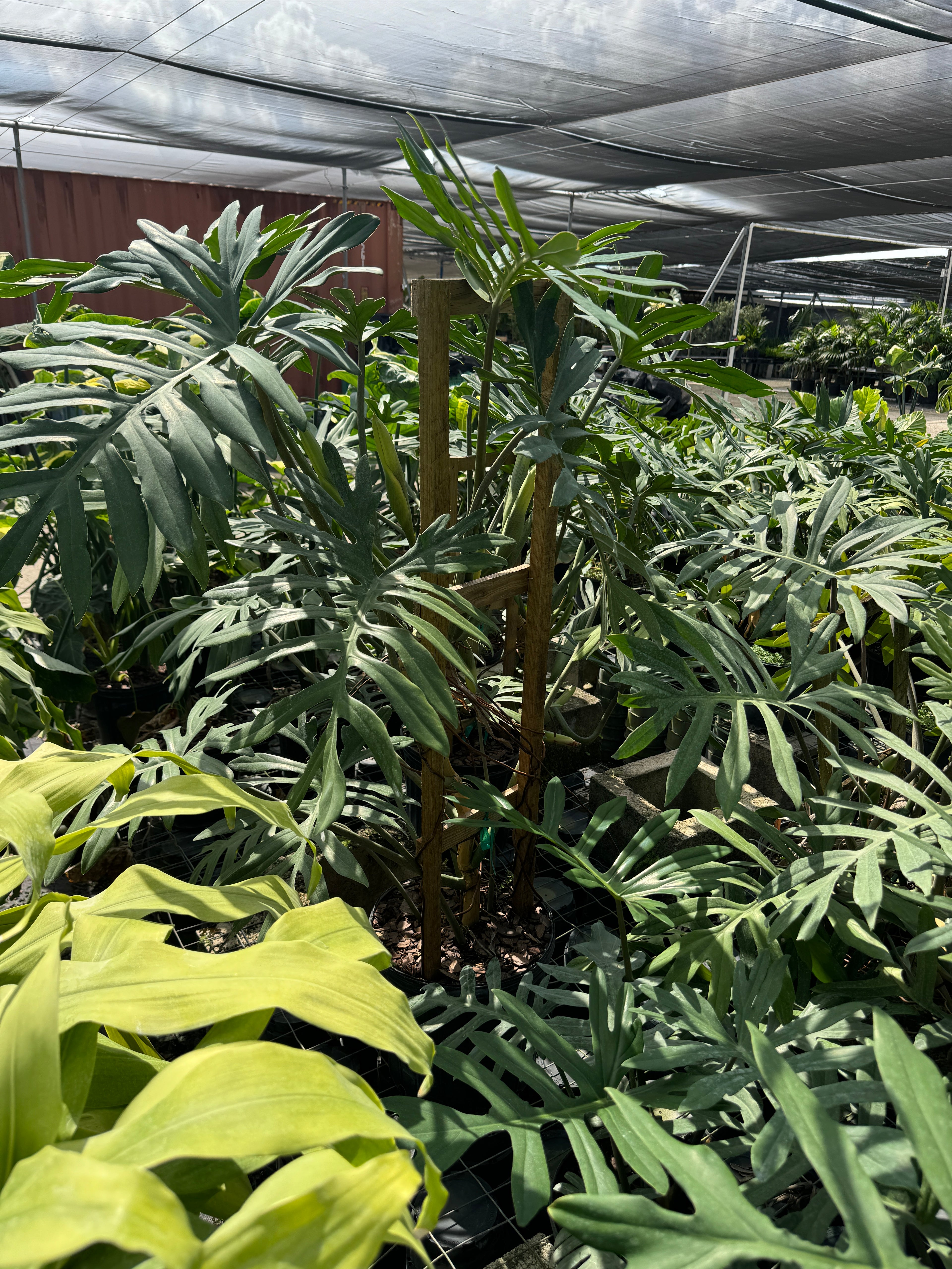 Philodendron Skeleton Key Split Leaf, Exotic Large Plant
