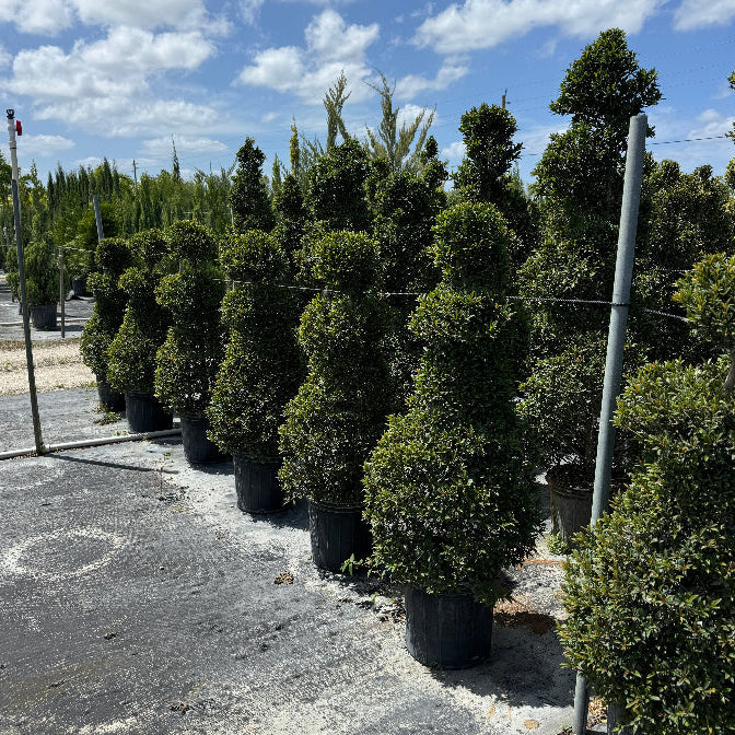 Topiary Eugenia Chess Pawn nursery Pot 5gal