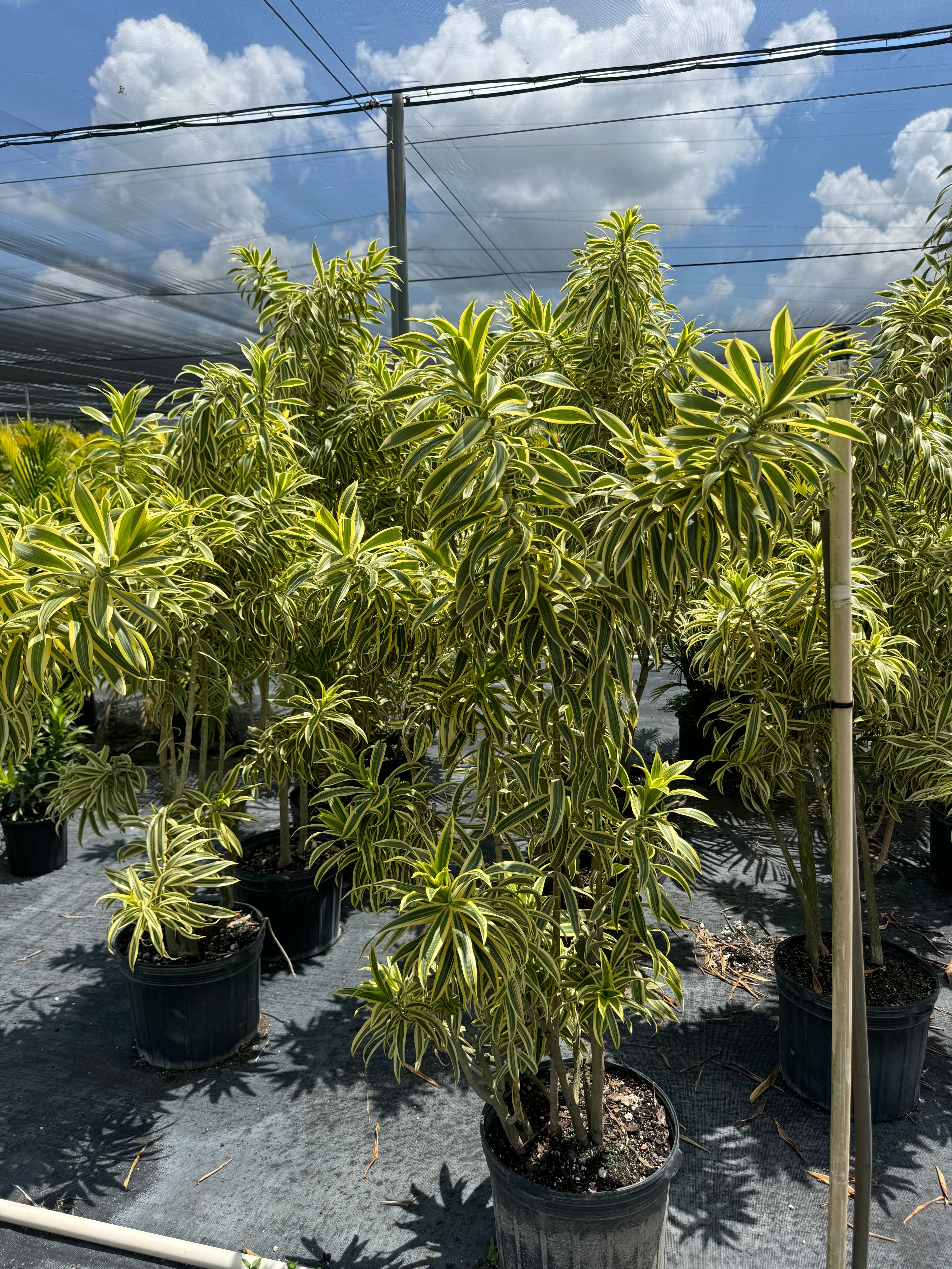 Song of India, Dracaena Reflexa Dragon Tree