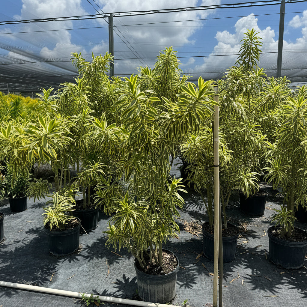 Song of India plant with vibrant green and yellow variegated leaves in a 7 gallon nursery pot.