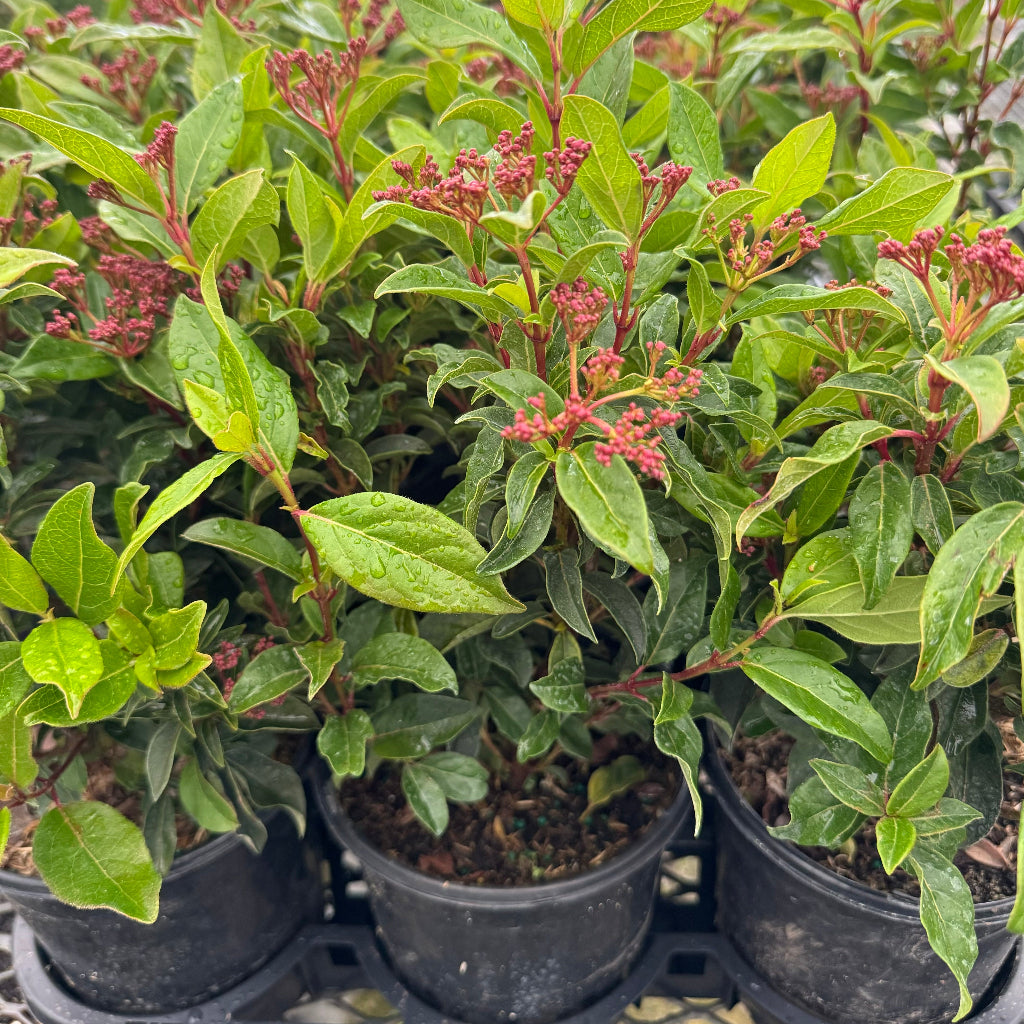 Viburnum Spring Bouquet, Flowering Shrub in a 6in pot close up of red flowers