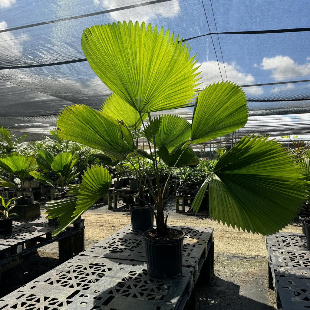 Licuala Grandis Fan Palm Tree, Rare and Exotic in a 2 gallon black grower pot on a slotted black nursery bench under a shade cloth, featuring striking, oversized circular pleated fan-shaped bright green leaves against a partly cloudy sky, ideal for bringing a unique and elegant tropical feel to indoor spaces.