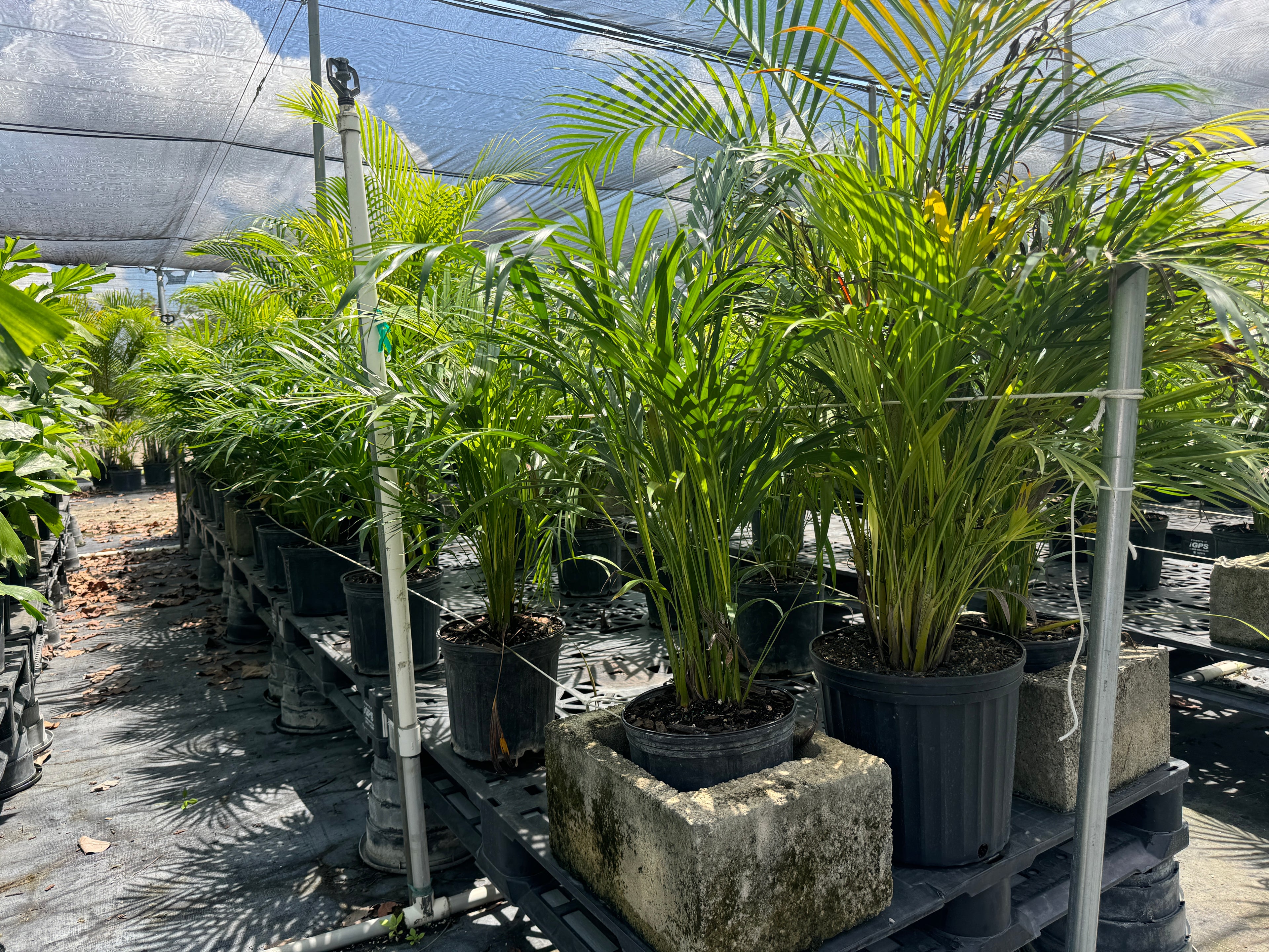 Areca Palm, Golden Cane, Dypsis Lutescens