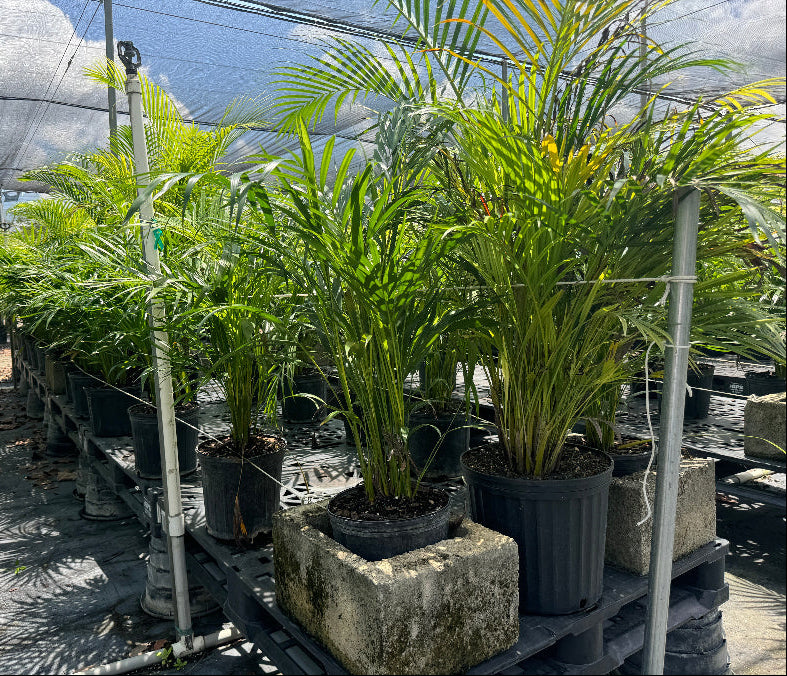 Areca Palm, Golden Cane, Dypsis Lutescens in 5 gallon black grower pots elevated on concrete blocks within a sunlit shade house nursery setting, featuring their characteristic multiple golden canes and lush, feathery green fronds, ideal for creating natural privacy screens or adding a vibrant tropical accent to your landscape or patio.