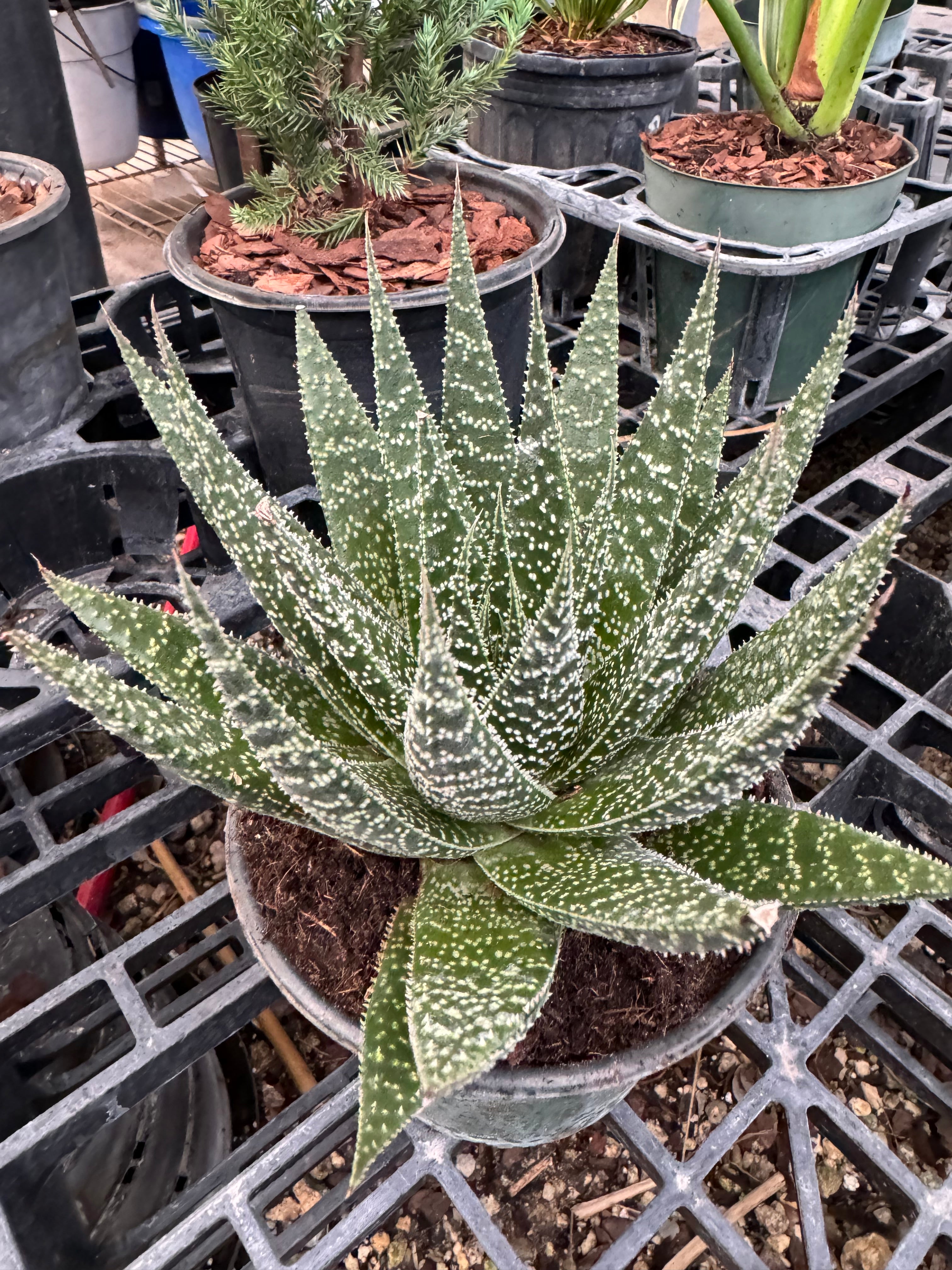 Aloe, Lace Aloe Aristaloe Aristata, Torch Plant, Bearded Aloe Succulent