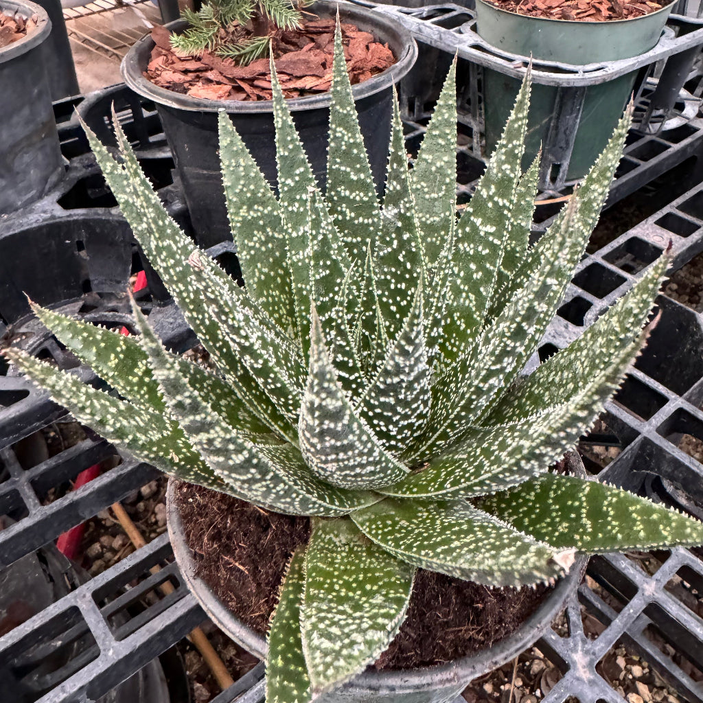 Aloe, Lace Aloe Aristaloe Aristata, Torch Plant, Bearded Aloe Succulent in a 6in pot