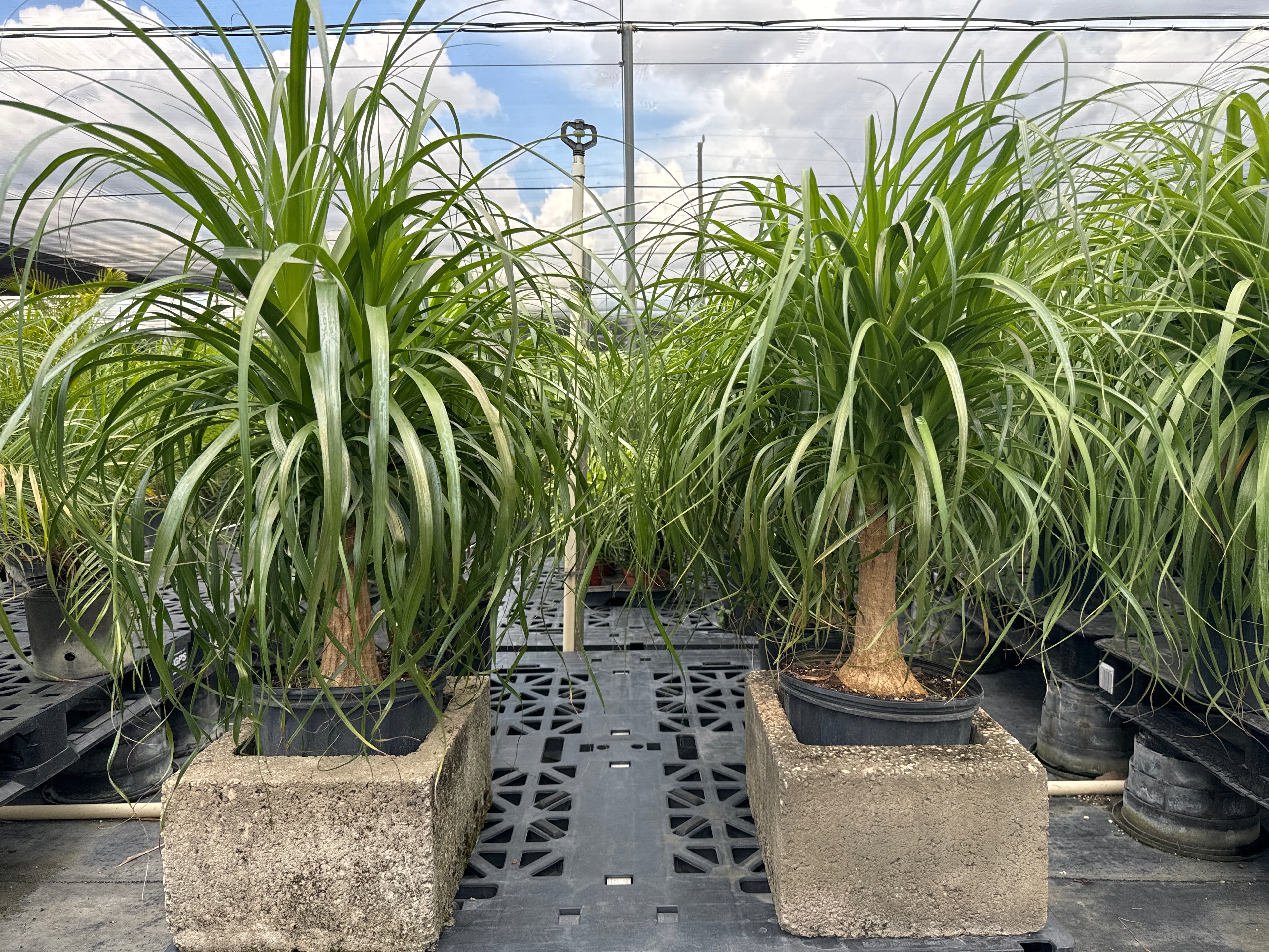 Ponytail Palm Bonsai, Elephant&