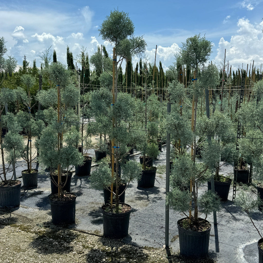 Topiary Pom Pom Multi Ball Carolina Sapphire A nursery or greenhouse row of young potted evergreen trees with silvery-green foliage, planted in black plastic pots