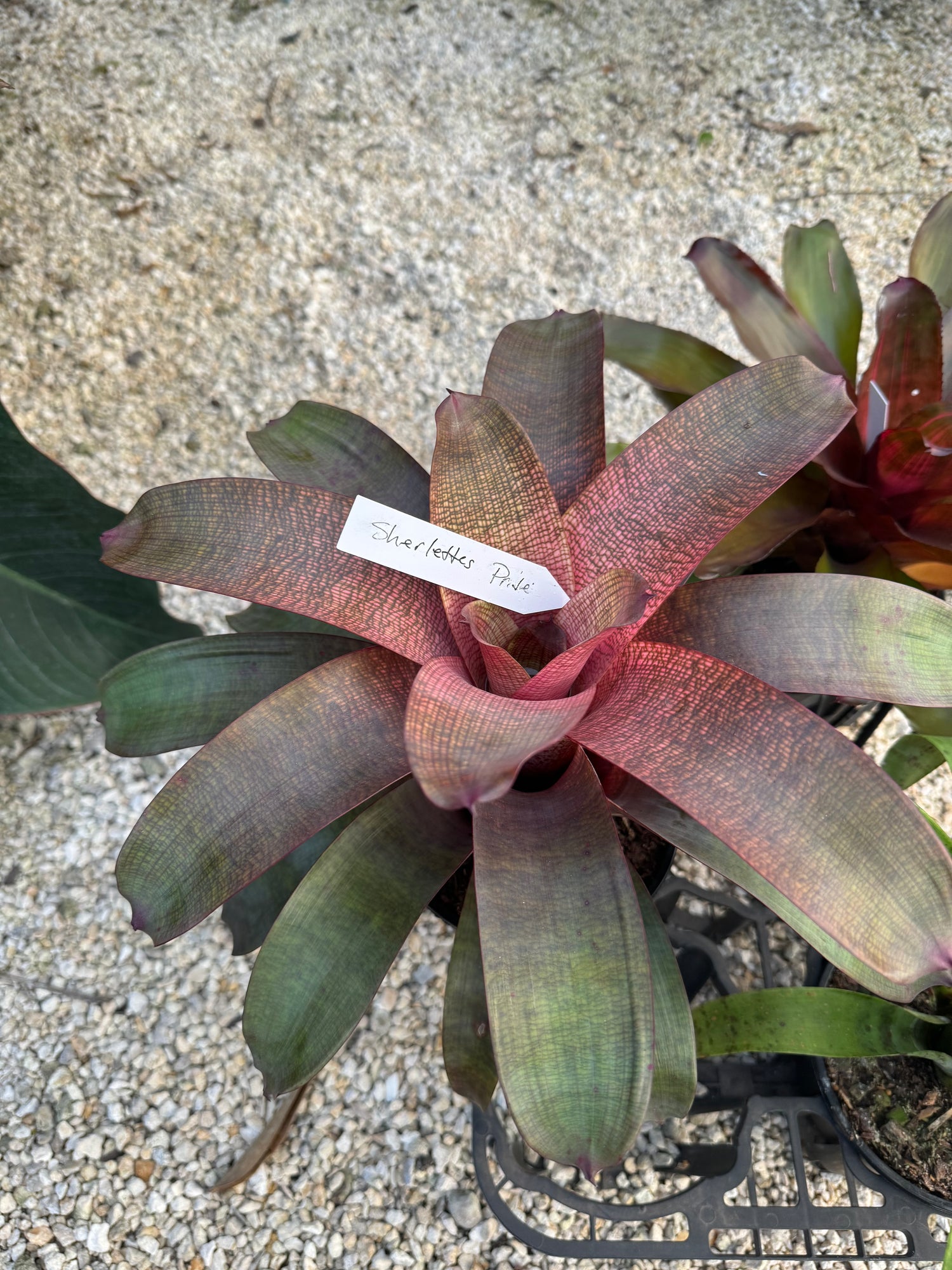 Bromeliad, Neoregelia Sherlette Shiigi