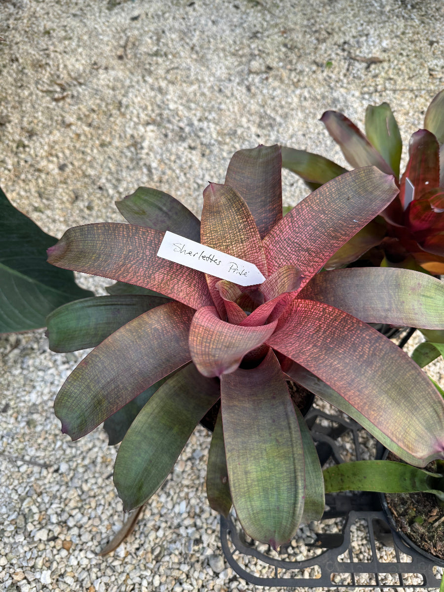 Close up of Bromeliad Neoregelia Sherlette Shiigi foliage
