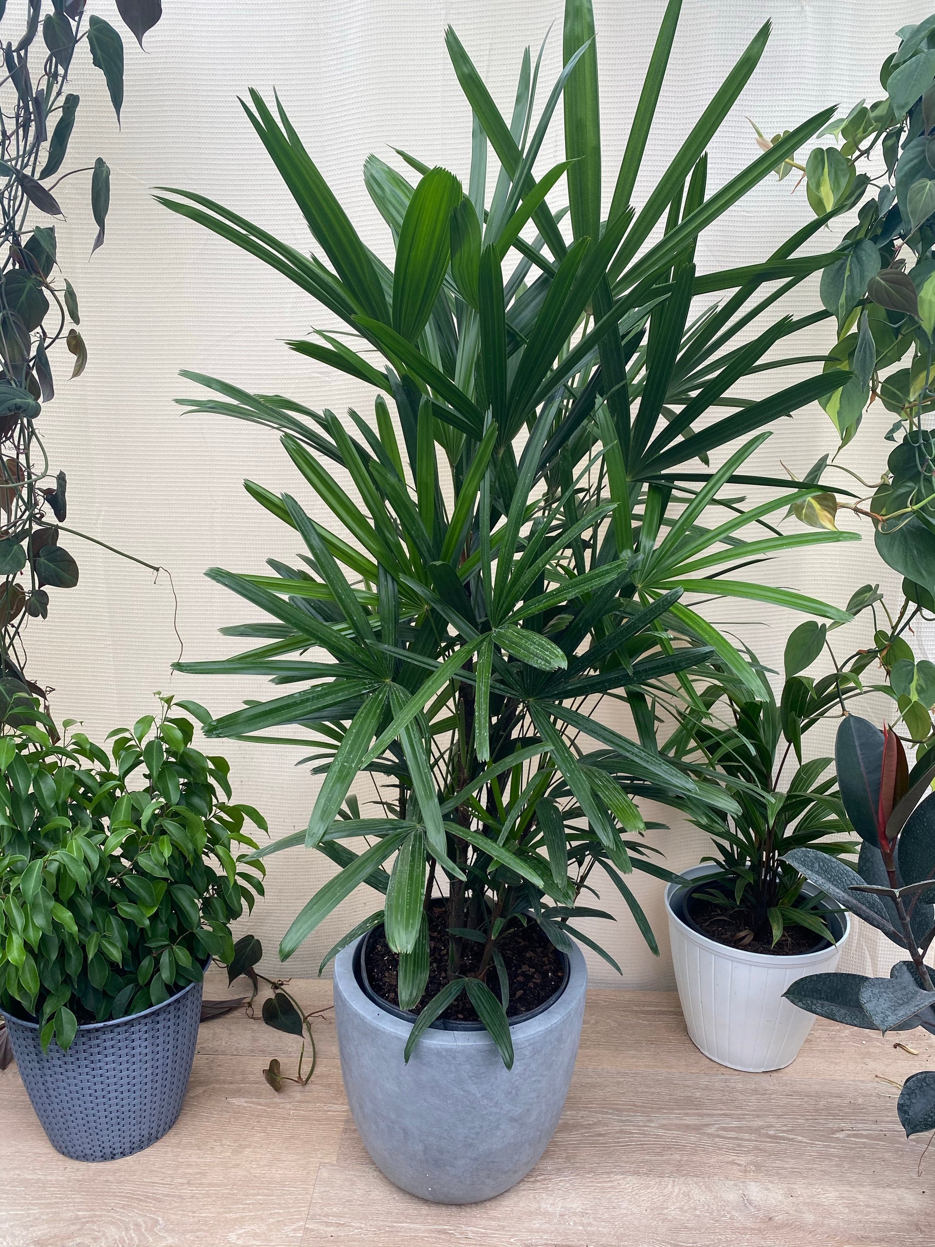 Lady Palm, Rhapis Excelsa, Indoor Queen Palm