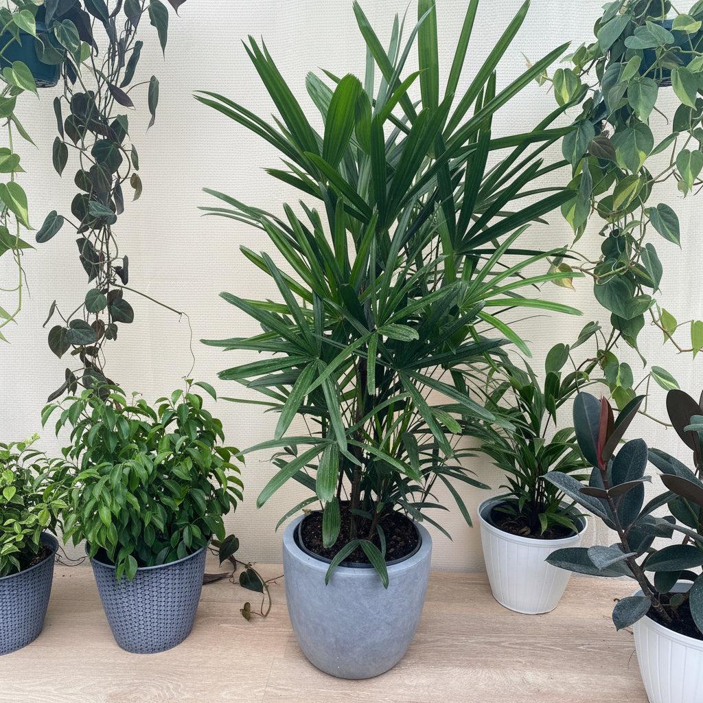 Lady Palm, Rhapis Excelsa, Indoor Queen Palm in a light grey decorative planter with dense, vibrant green broadleaf fronds, ideal for an elegant houseplant collection or bringing a lush tropical feel indoors.