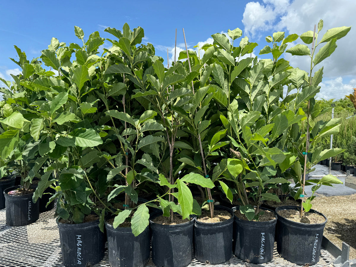 A group of young potted Magnolia trees featuring lush green leaves, growing in black nursery pots arranged closely together on a metal mesh surface