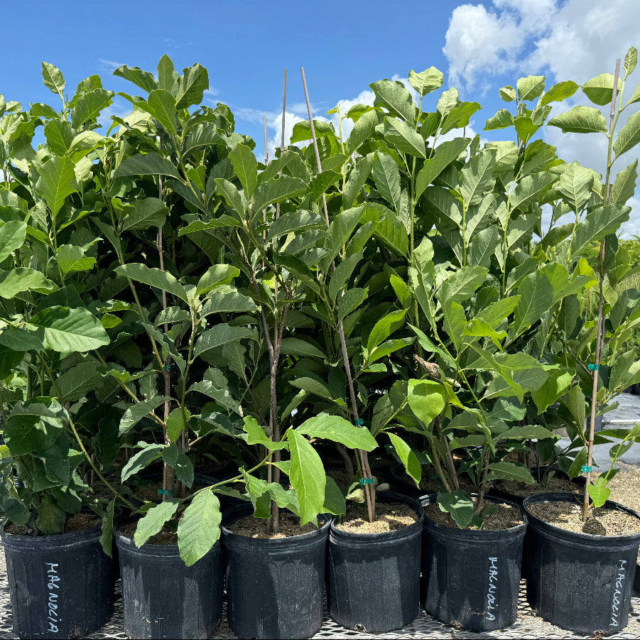 A group of young potted Magnolia trees featuring lush green leaves, growing in black nursery pots arranged closely together on a metal mesh surface