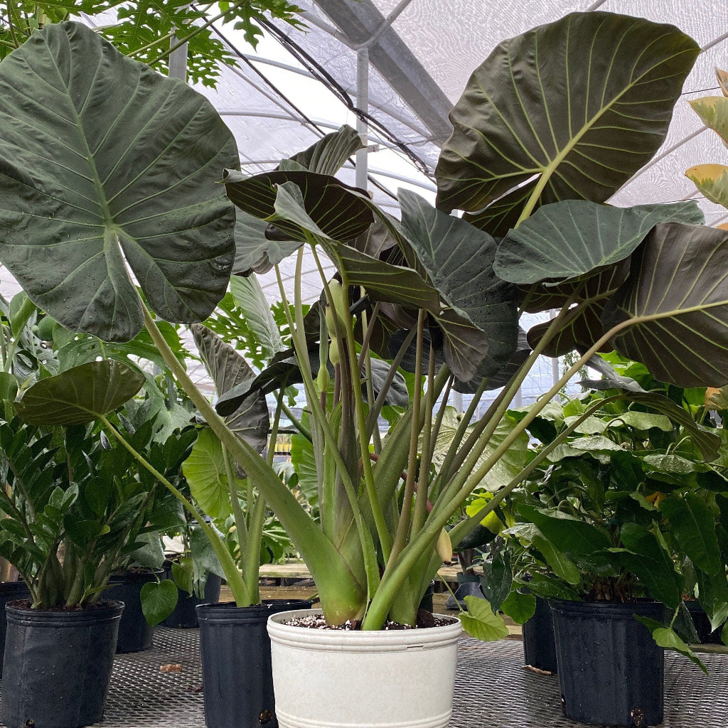 Alocasia Regal Shields in 5 gallon container featuring eye-catching dark green leaves with stunning purple undersides and tall upright stems, ideal for bright indoor spaces and adding a bold tropical look to any plant collection.