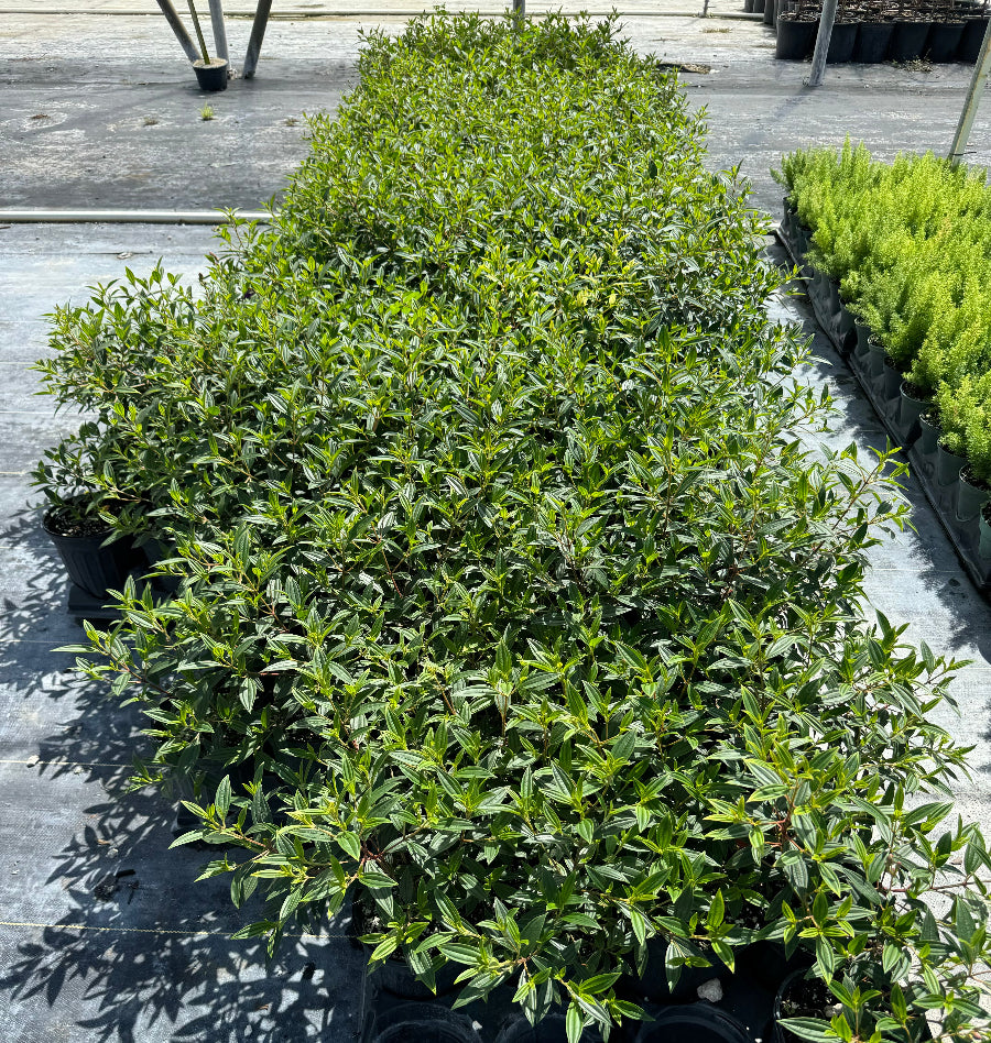 Rows of lush, bright green shrubs growing in black nursery pots arranged closely together on black landscaping fabric in an outdoor nursery setting