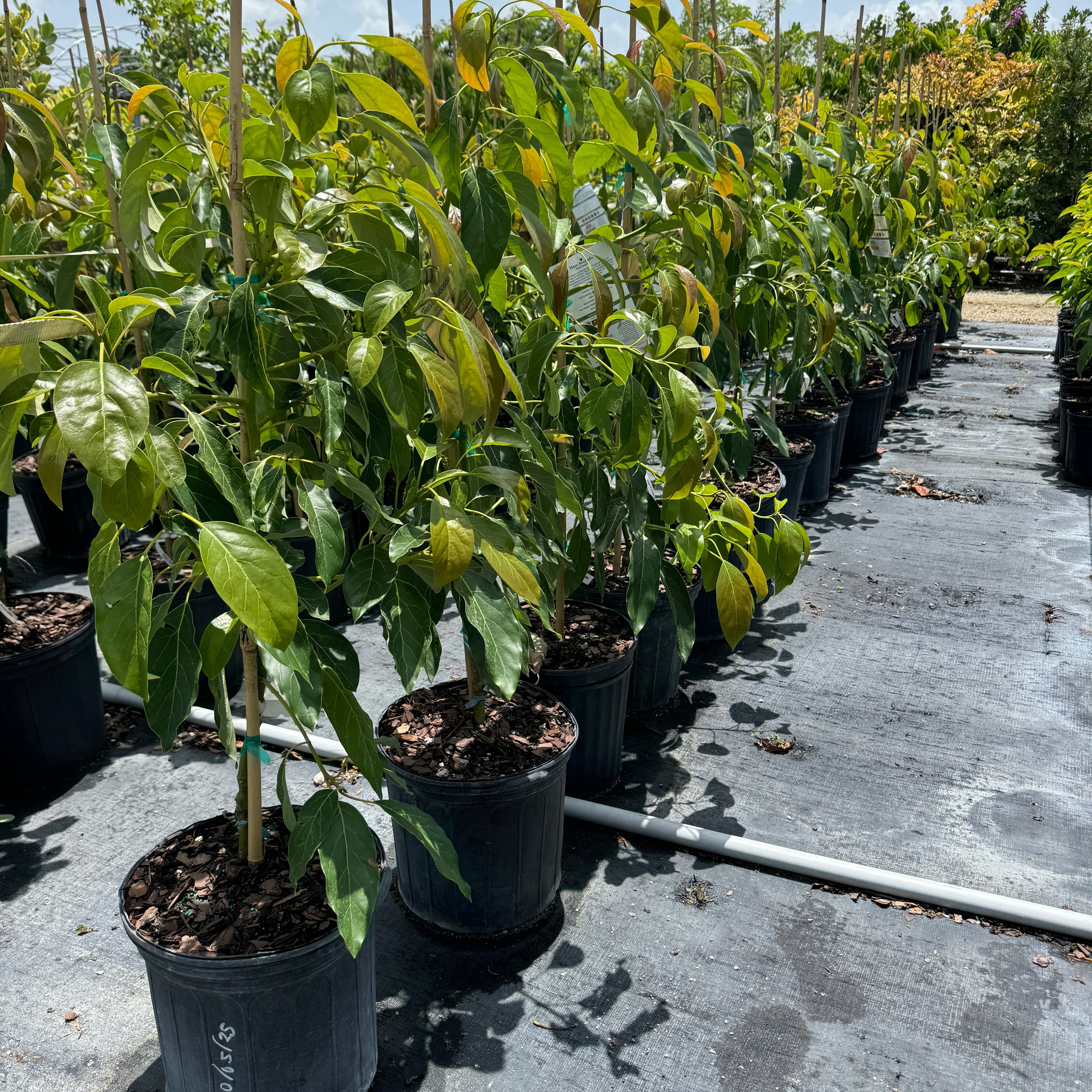 A field of young Hass Avocado trees in black nursery pots, staked with bamboo supports