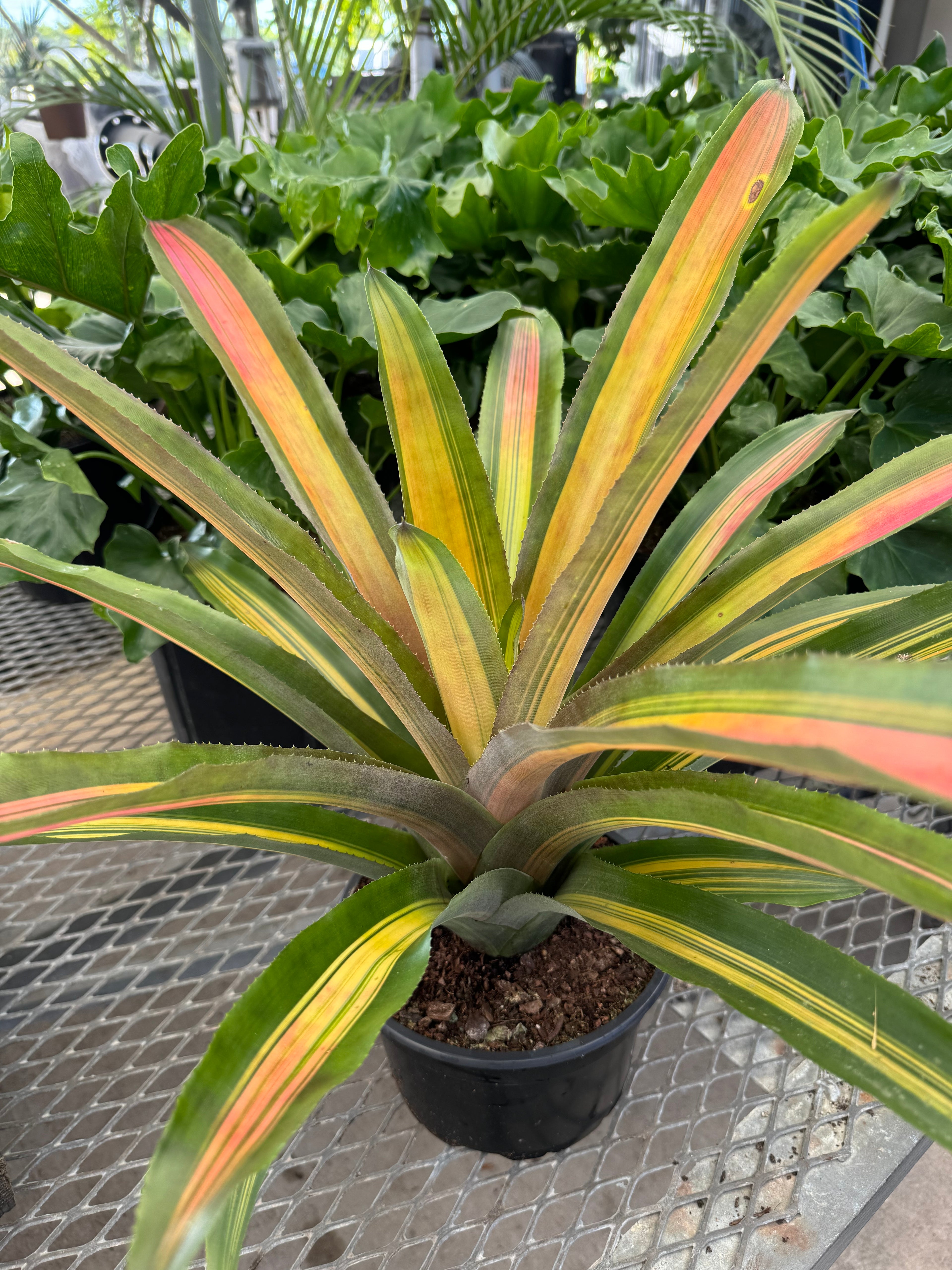 Bromeliad, Aechmea Alvarez Variegated in a black pot