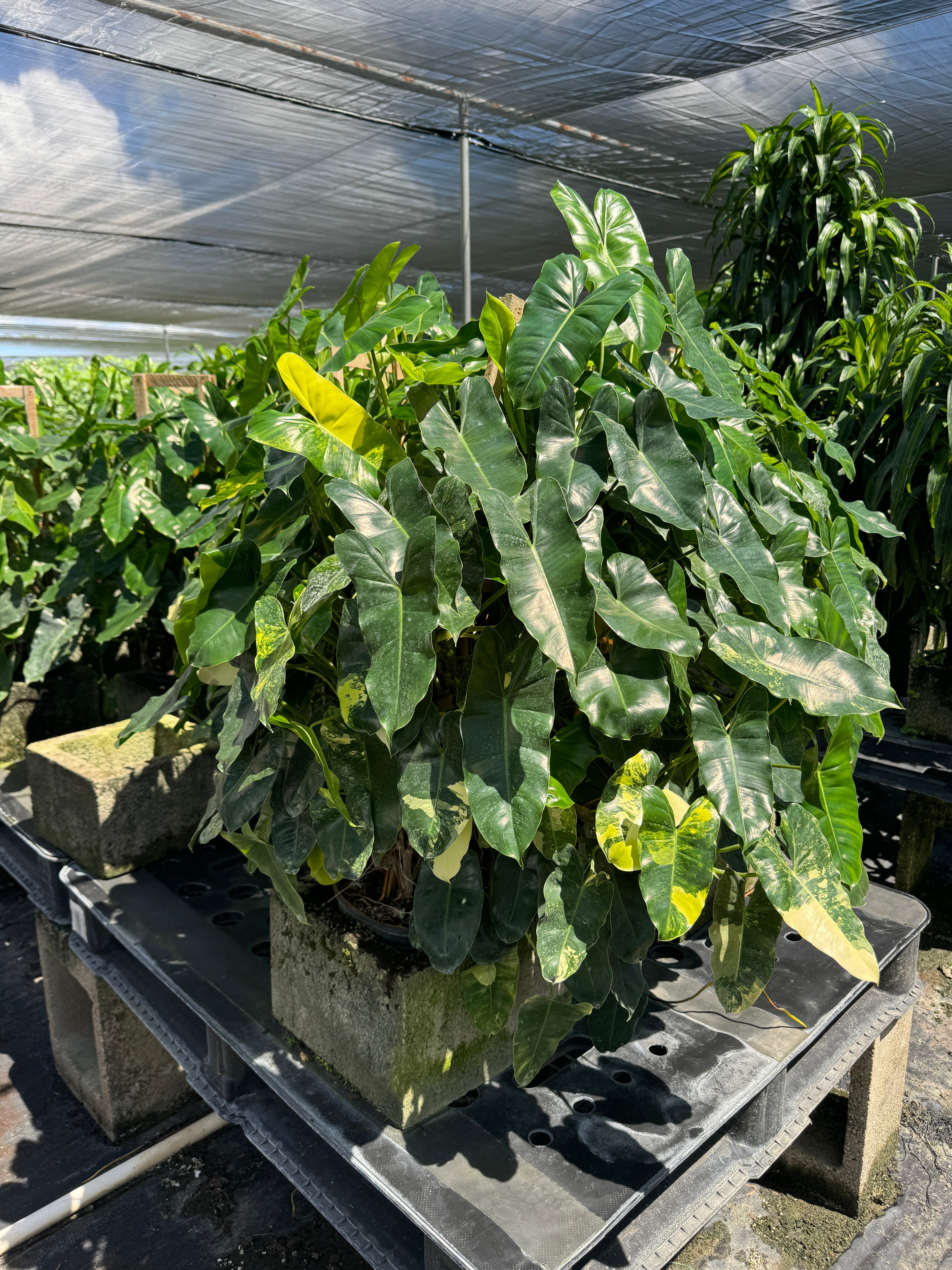 Philodendron Burle Marx Variegated