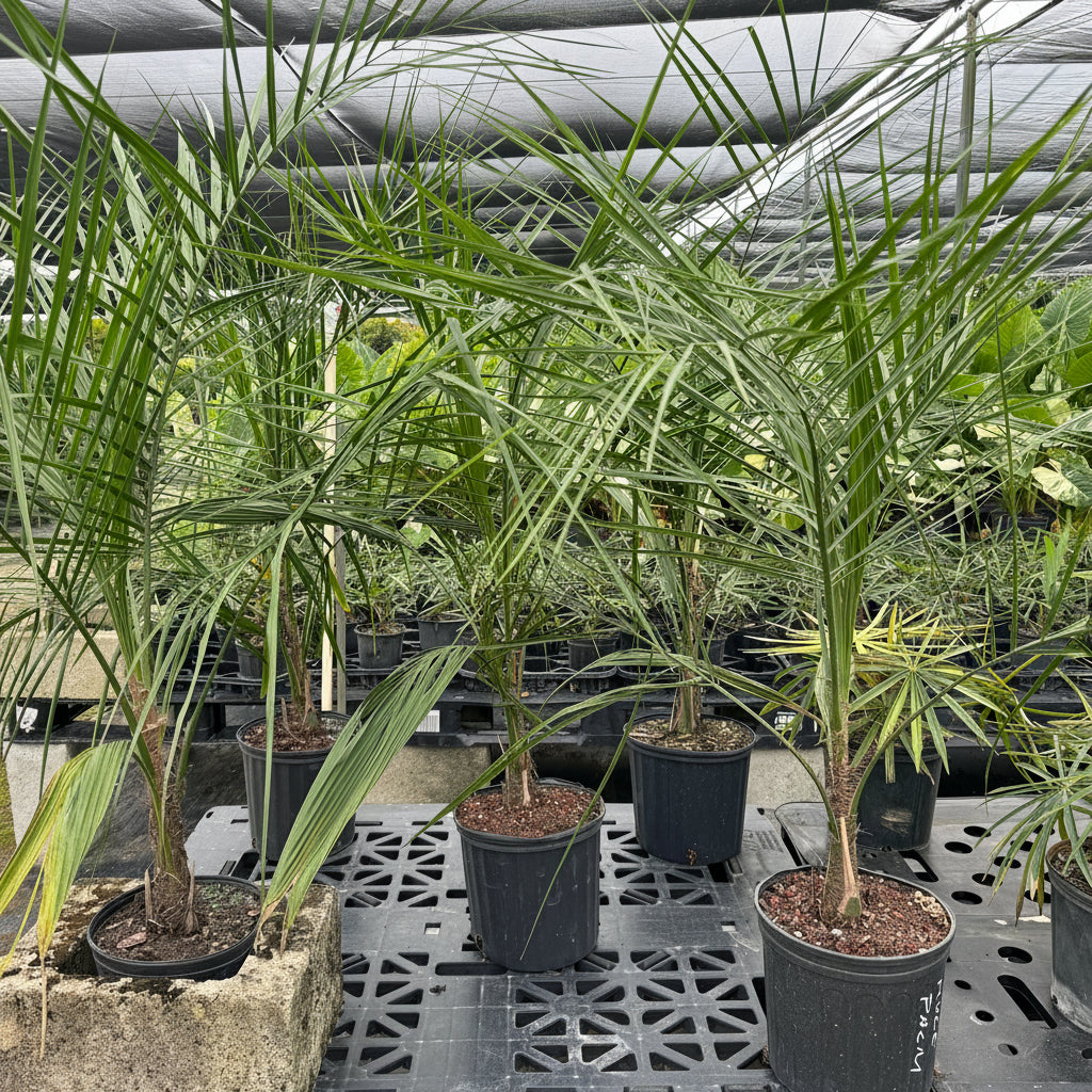 Mule Palm potted palm trees in a greenhouse setting