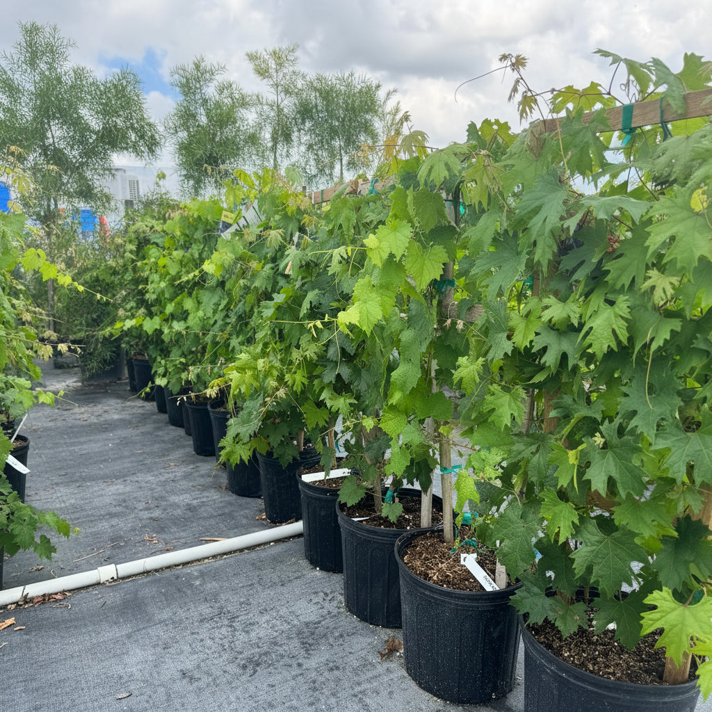 A row of potted Muscadine Carlos Grape vines (Muscadinia vitis rotundifolia) in black nursery pots, each supported by a wooden trellis, growing in an outdoor nursery.