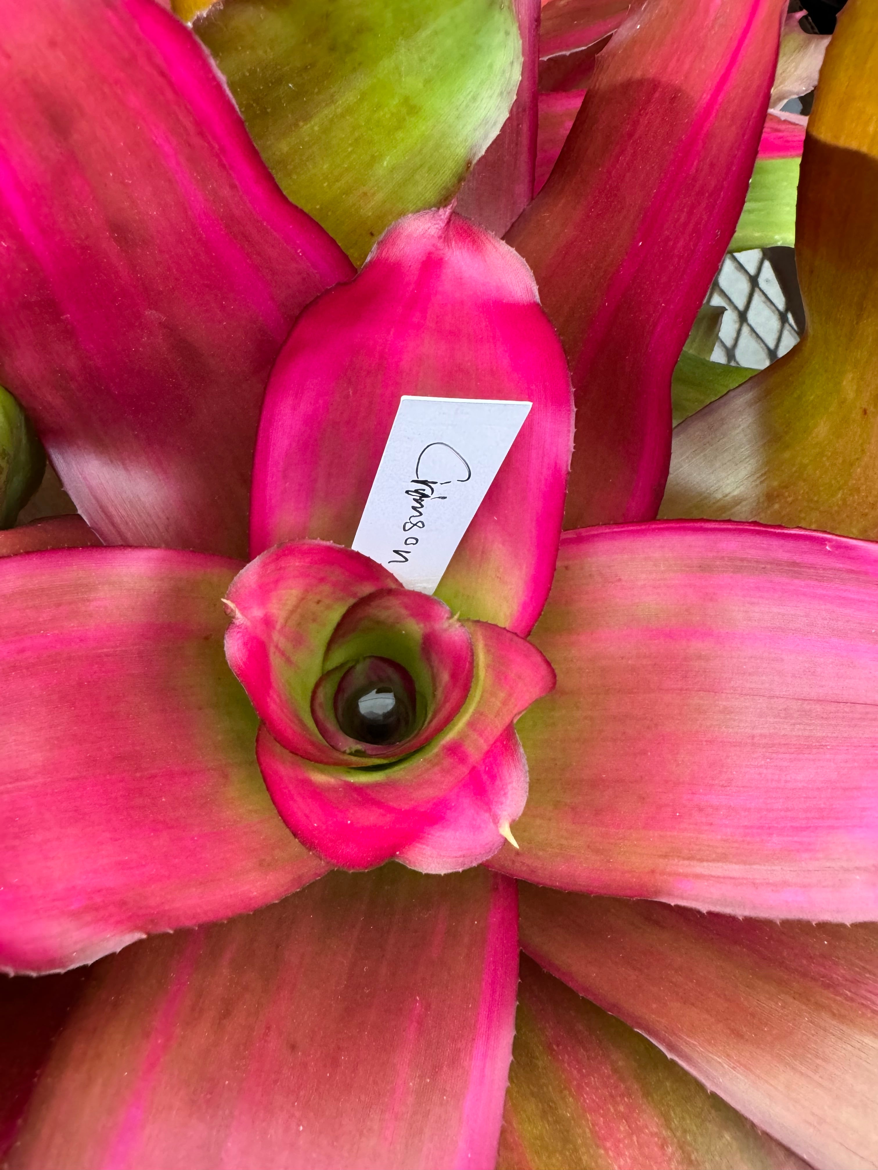 Bromeliad, Neoregelia Crimson