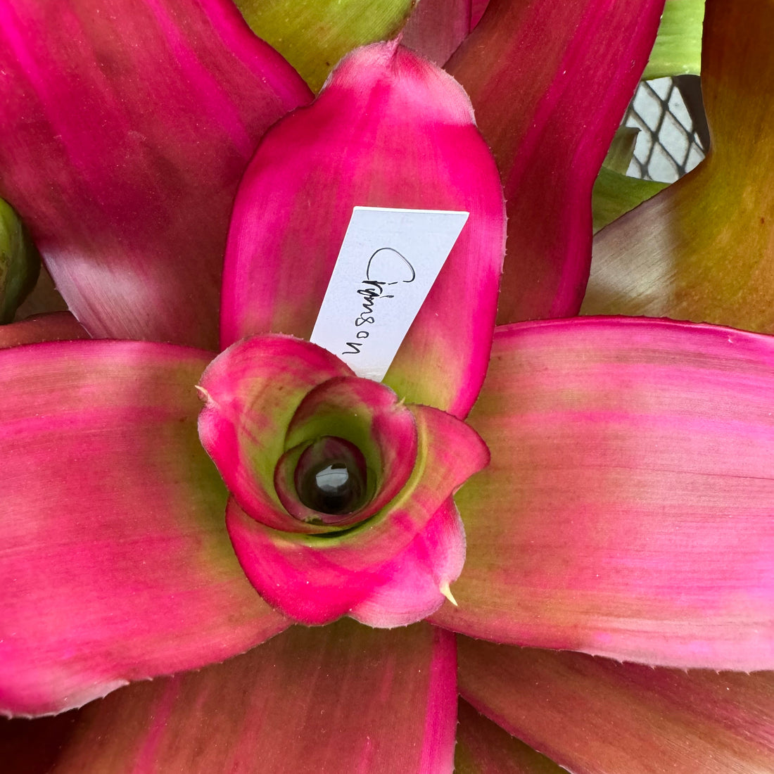 Bromeliad, Neoregelia Crimson close up