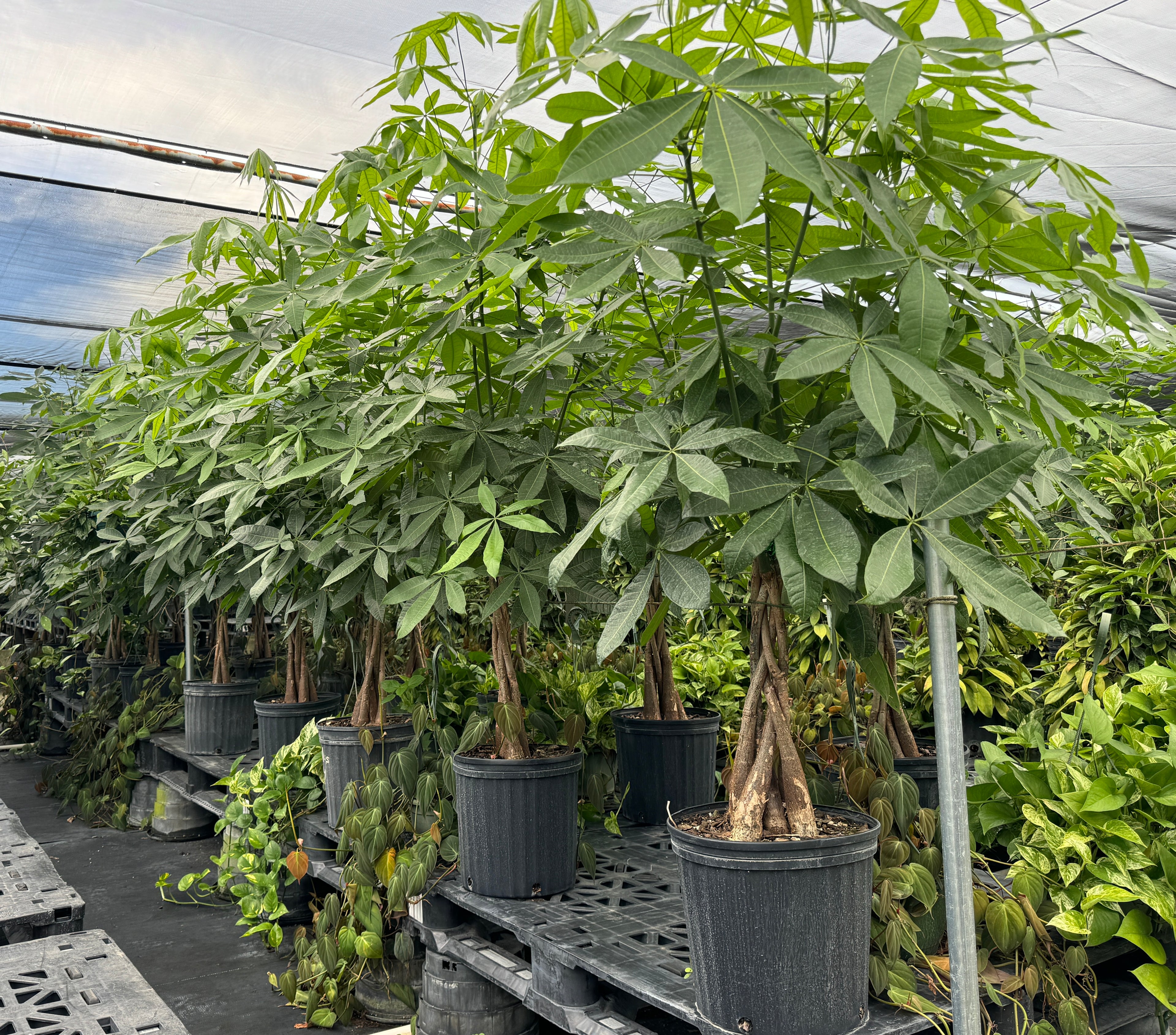 Money Tree Braided, Tree Form, Pachira Aquatica, Good Luck Tree