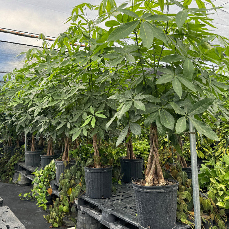 Full Grown Money Tree Braided, Tree Form, Pachira Aquatica, Good Luck Tree in a 5-gallon nursery pot for indoor or shaded outdoor use to amplify living spaces or patios.
