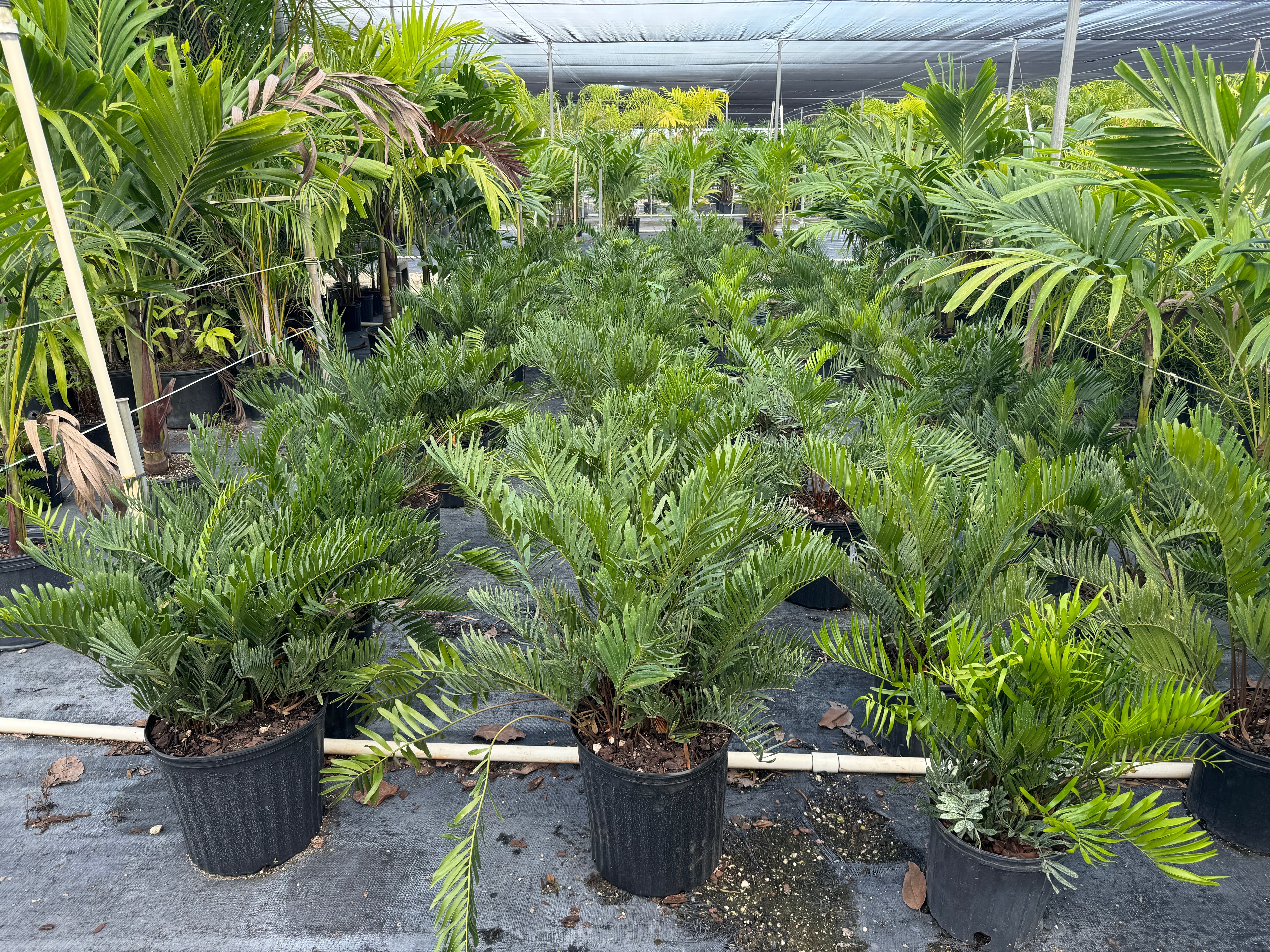 Coontie Palm, Zamia pumila For Florida Landscape