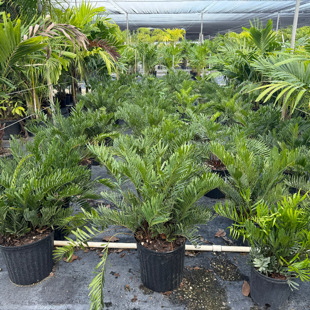 Coontie Palm, Zamia For Florida Landscape