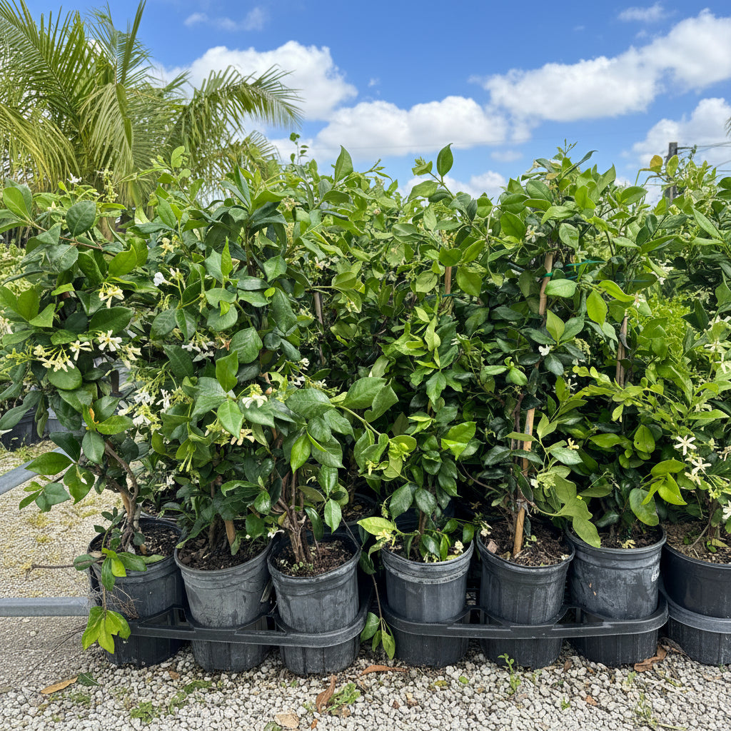 multiple pots of Jasmine Confederate, Vining Plant in Trellis