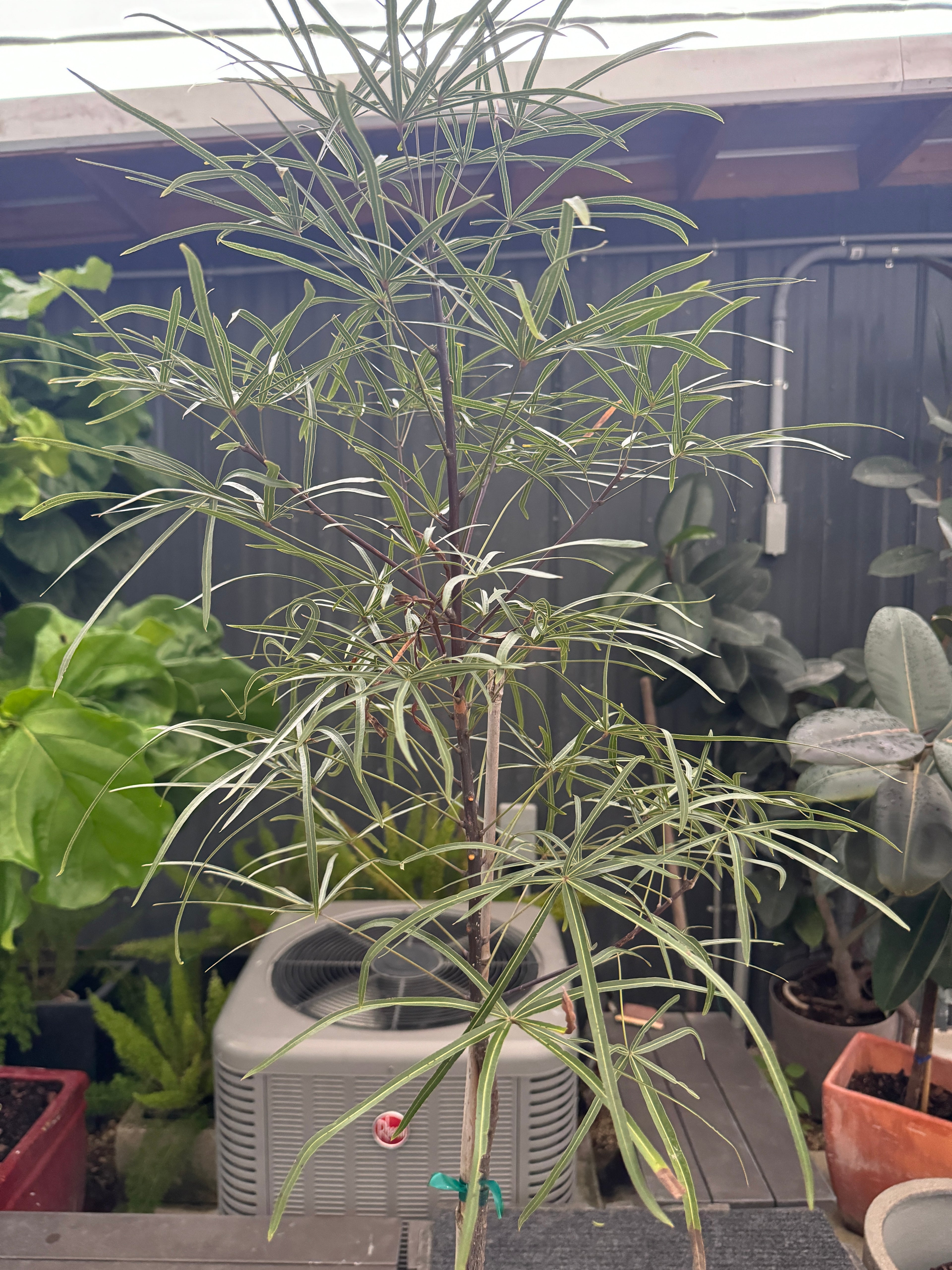 Queensland Bottle Tree, Brachychiton Rupestris