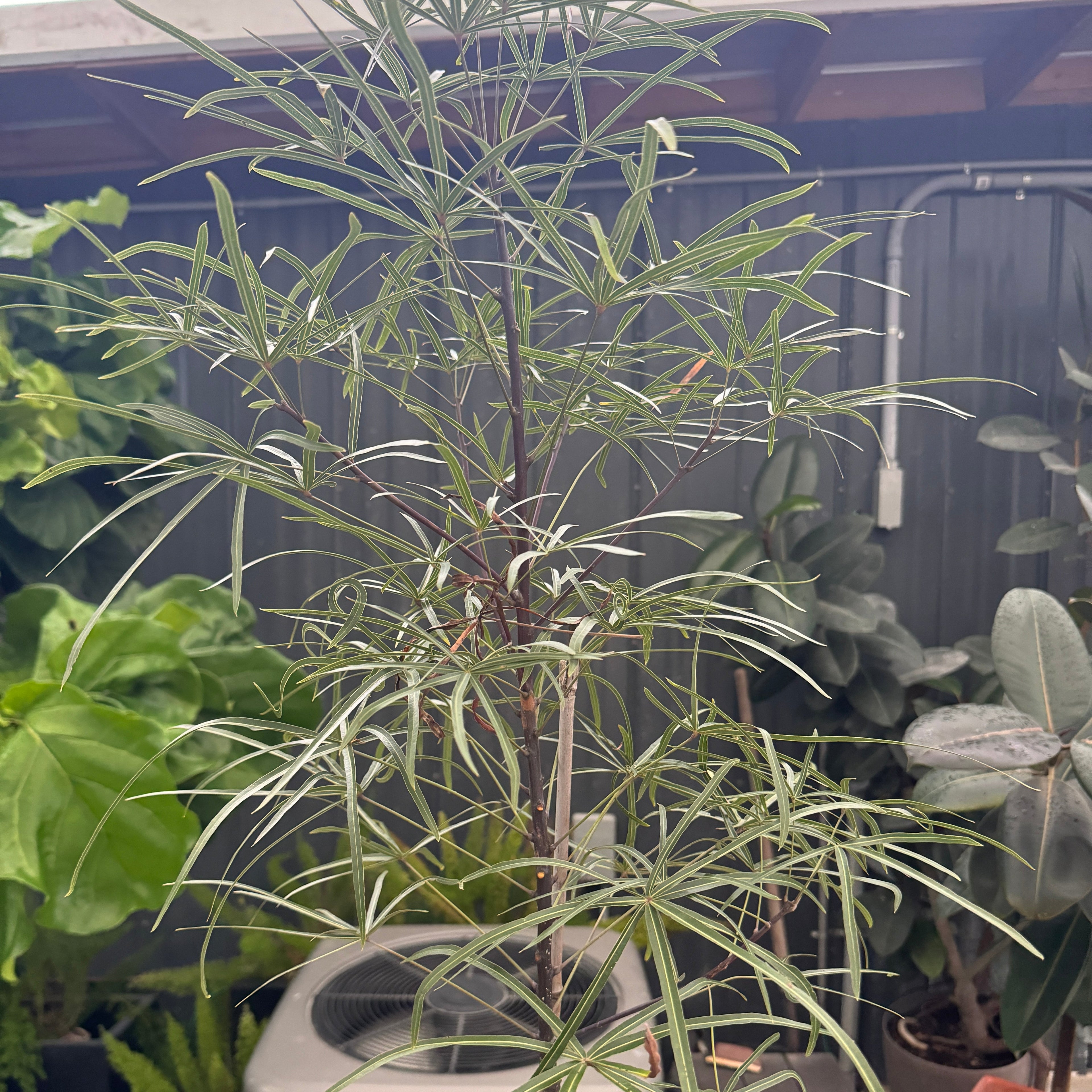 Close-up of young Queensland Bottle Tree, Brachychiton Rupestris