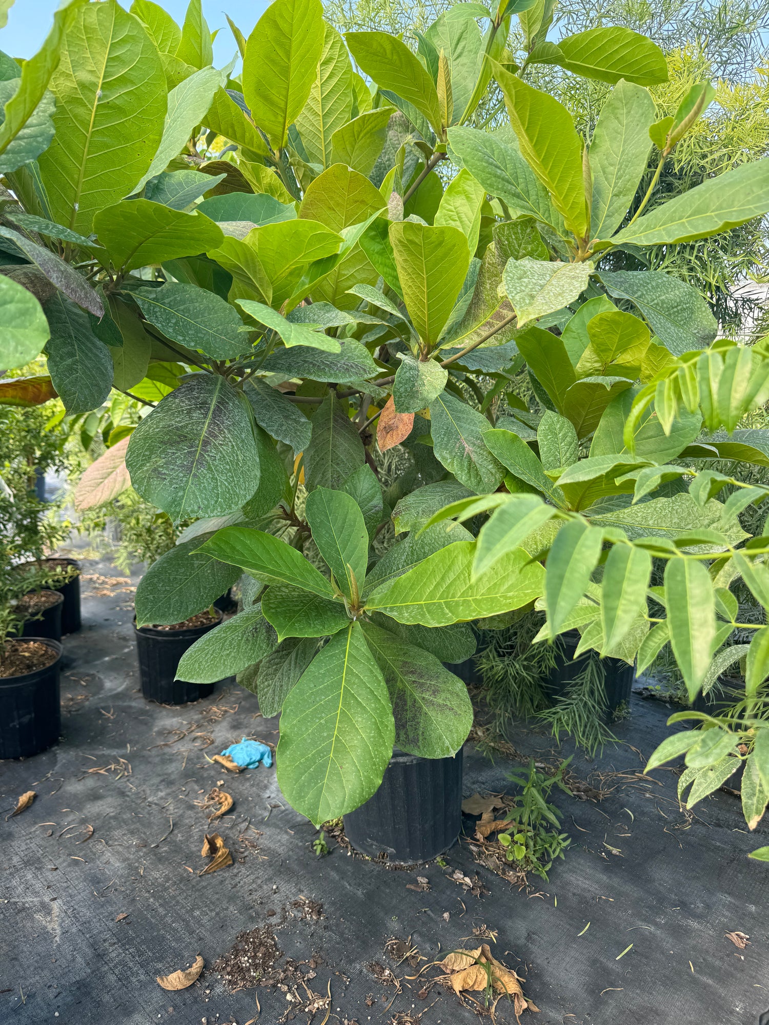 Tropical Almond Fruit Tree, Terminalia Catappa