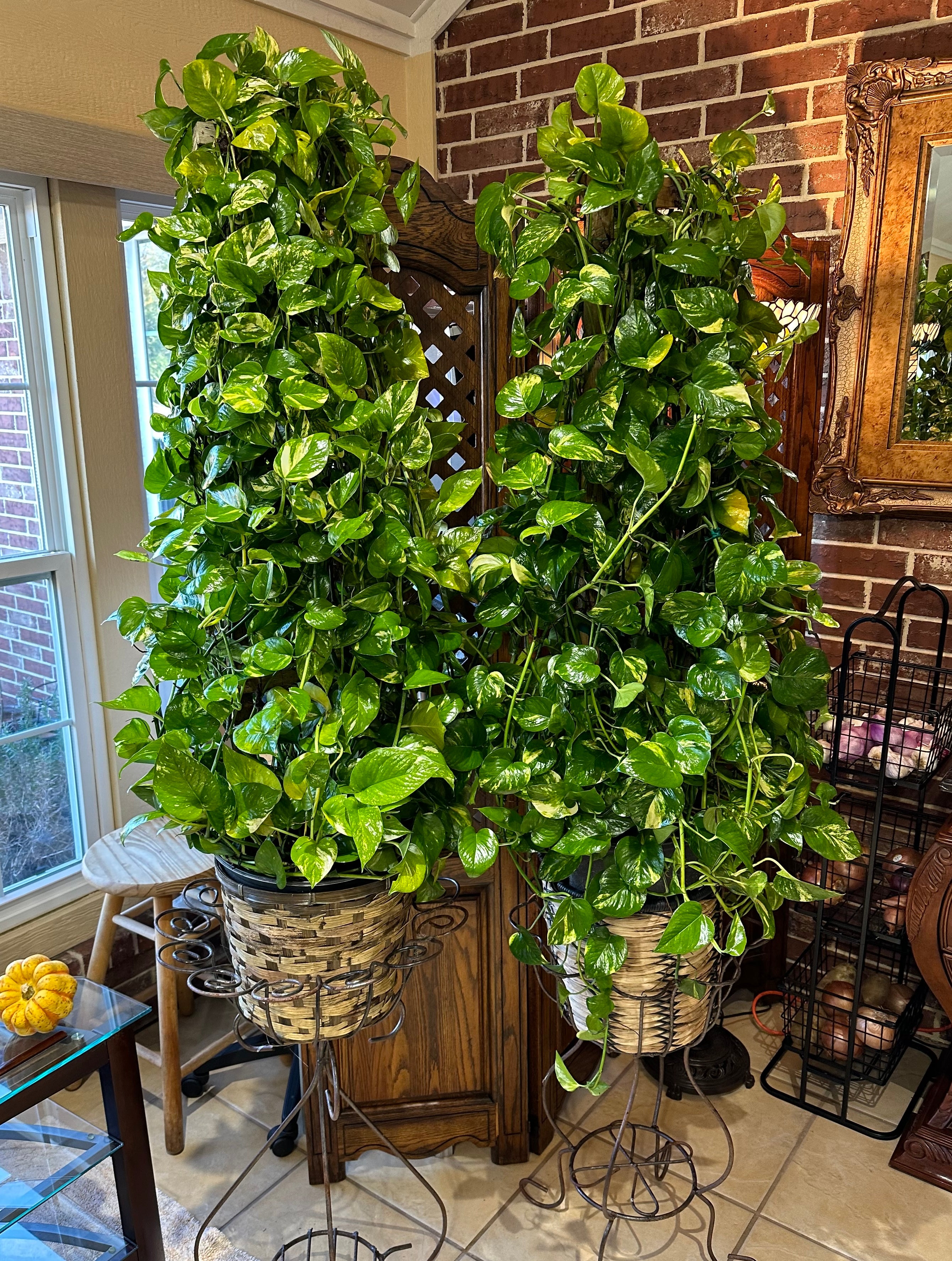 Golden Pothos in Trellis, Epipremnum Aureum